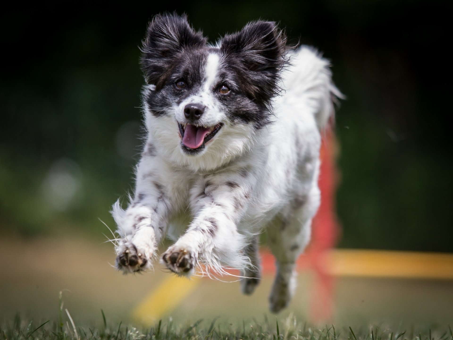 hund freude stimmung