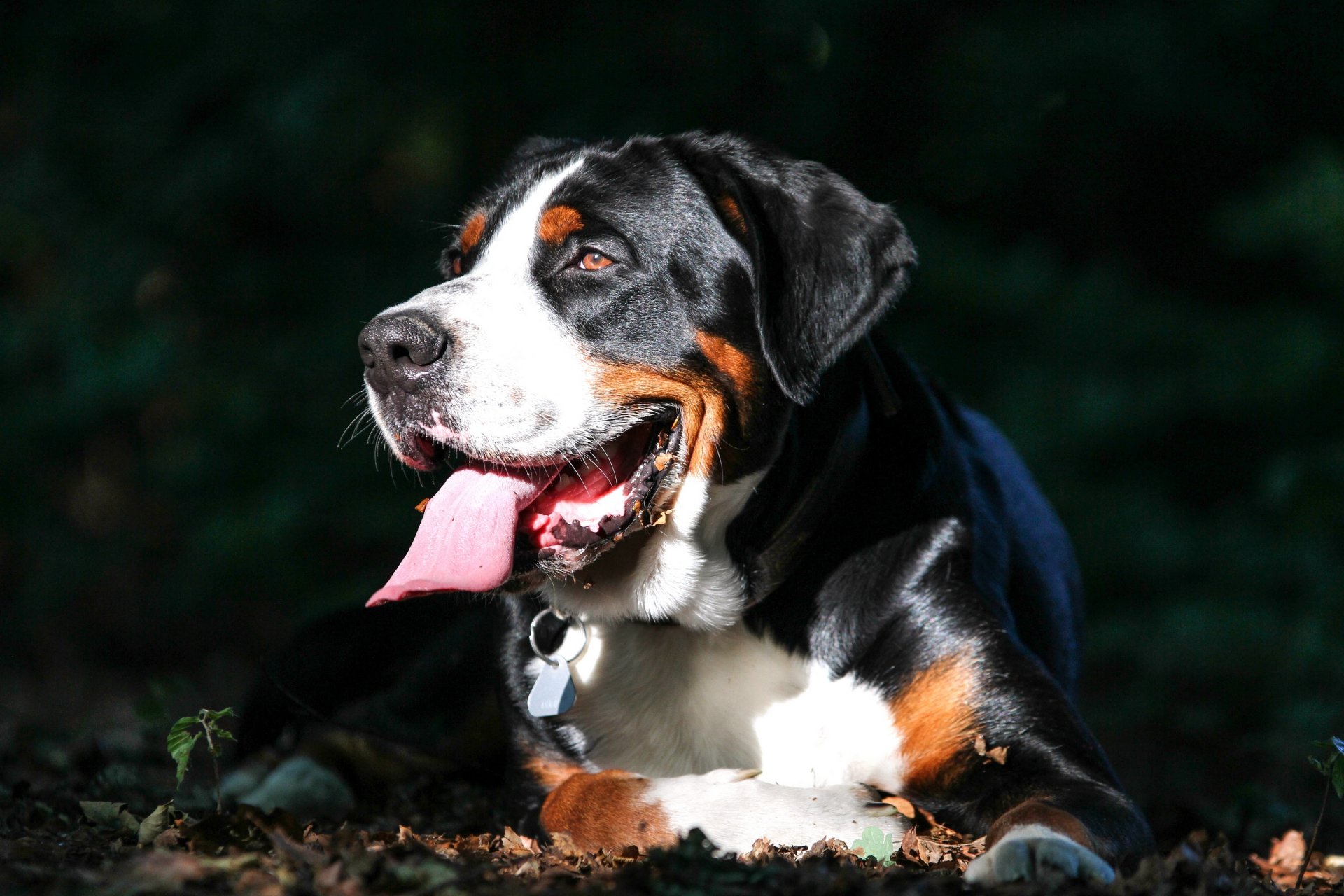 großer schweizer sennenhund hund schnauze zunge