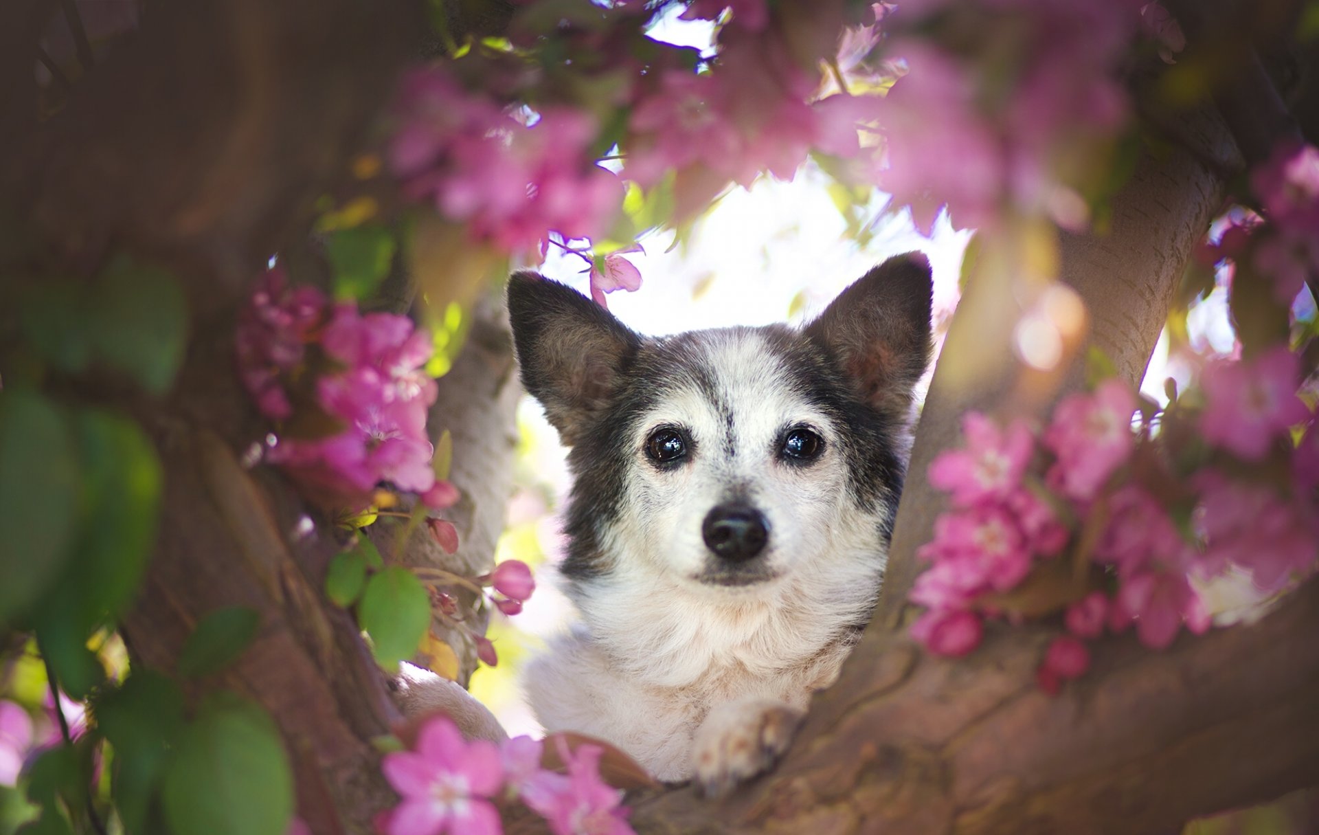 dog face view tree flower