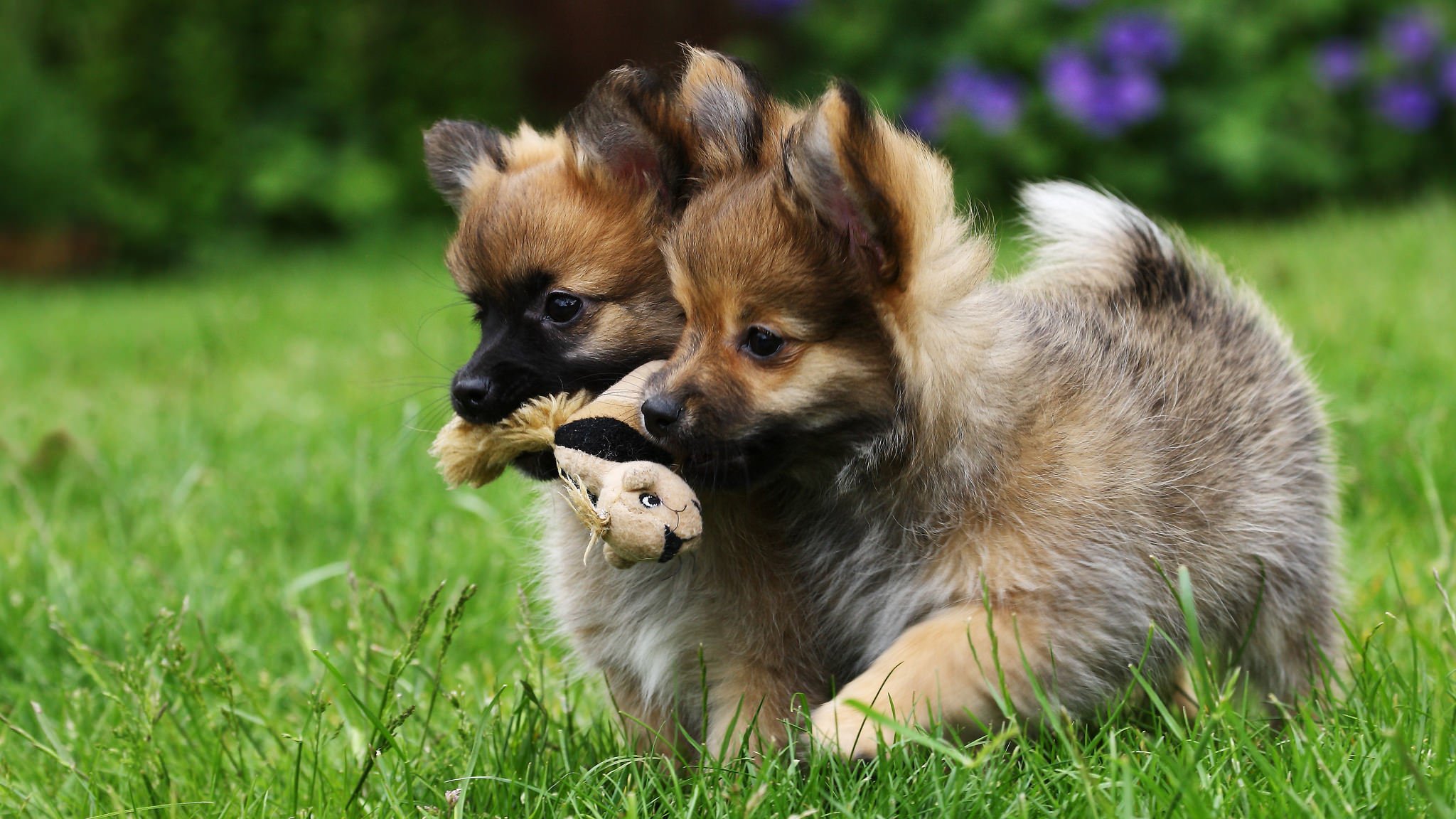 hunde welpen kinder zwillinge spielzeug spaß