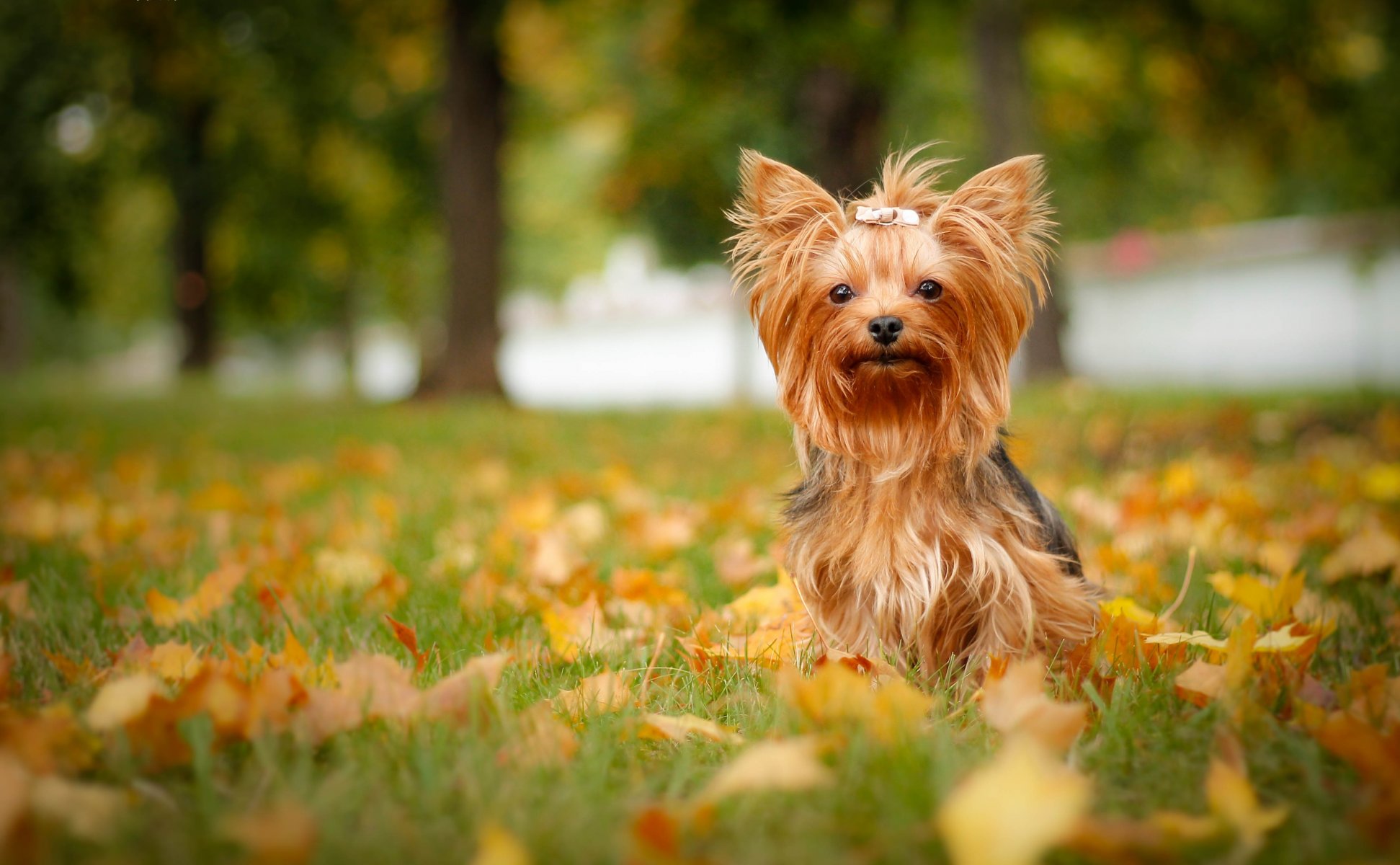 yorkshire terrier york cane foglie autunno