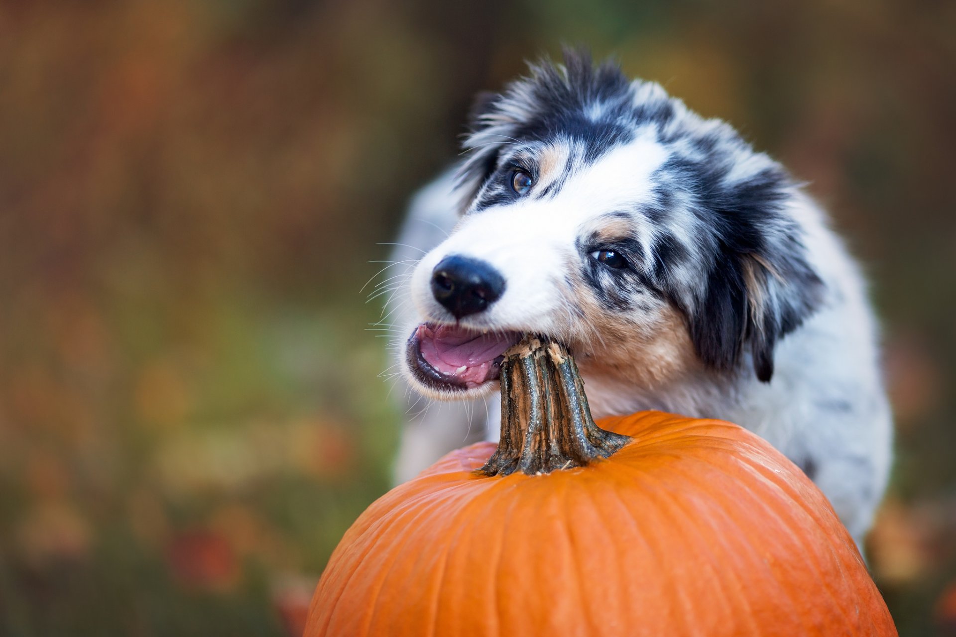 perro pastor australiano australiano perro calabaza