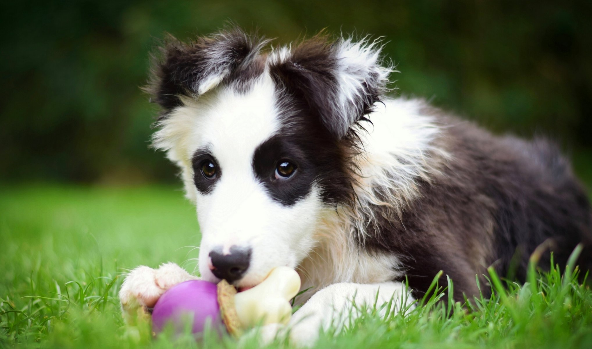 border collie dog puppy toy