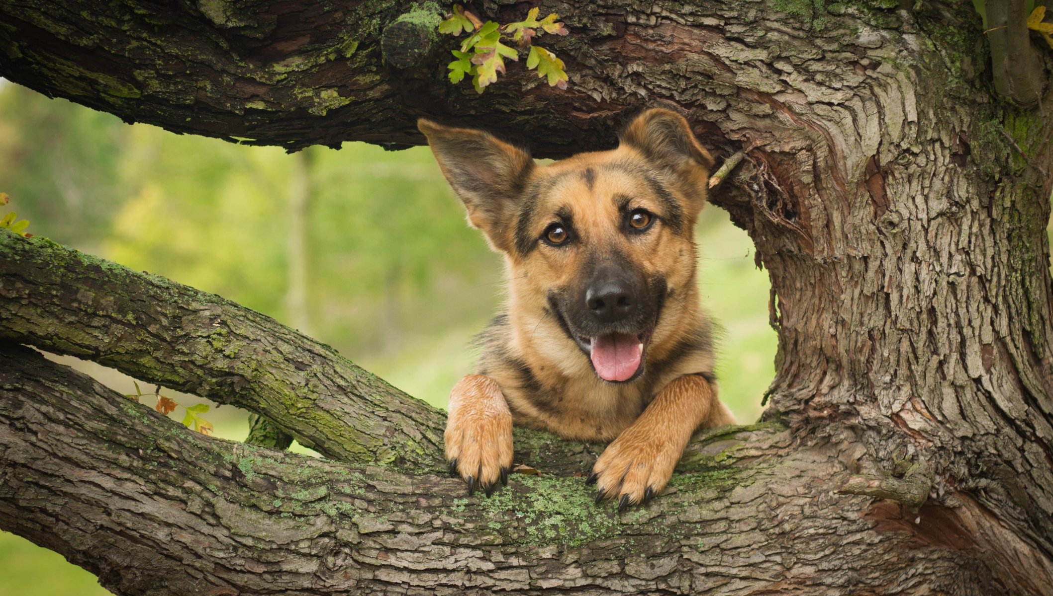 deutscher schäferhund schäferhund hund schnauze baum