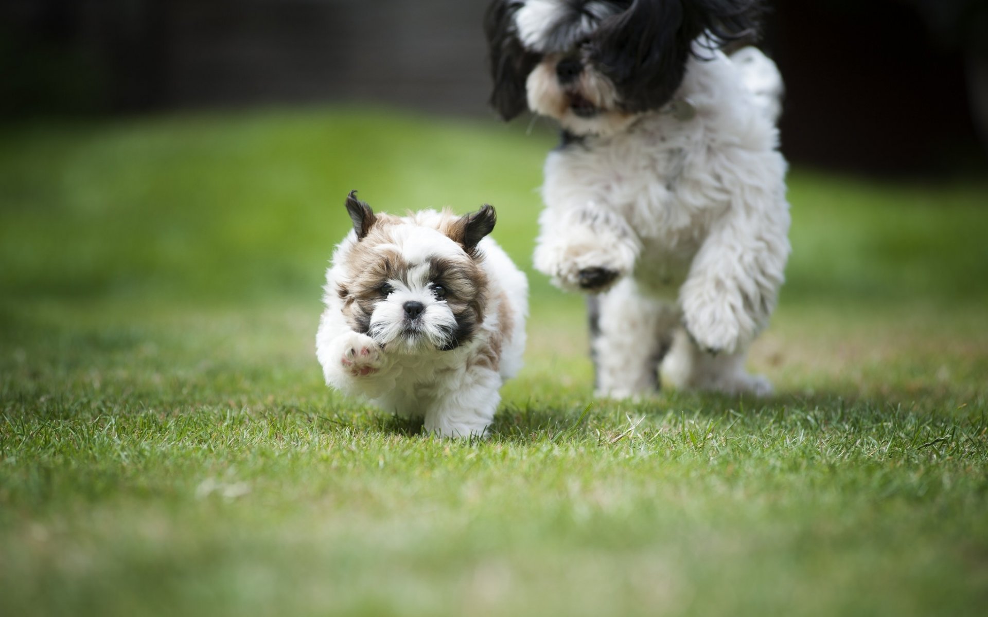 hih tzu dogs puppy catch