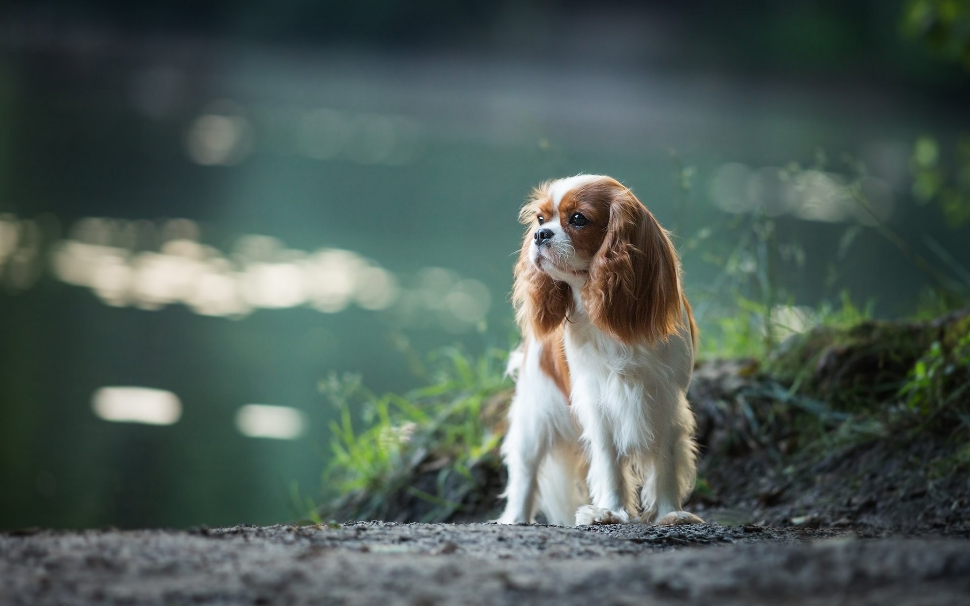 cavalier king charles spaniel spaniel pies