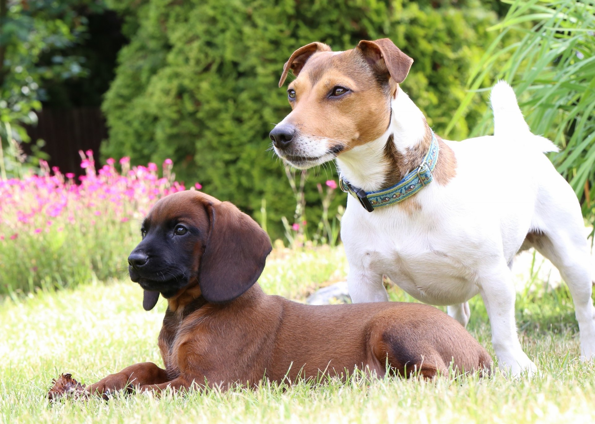 bawarski pies górski jack russell terrier psy szczeniak trawnik