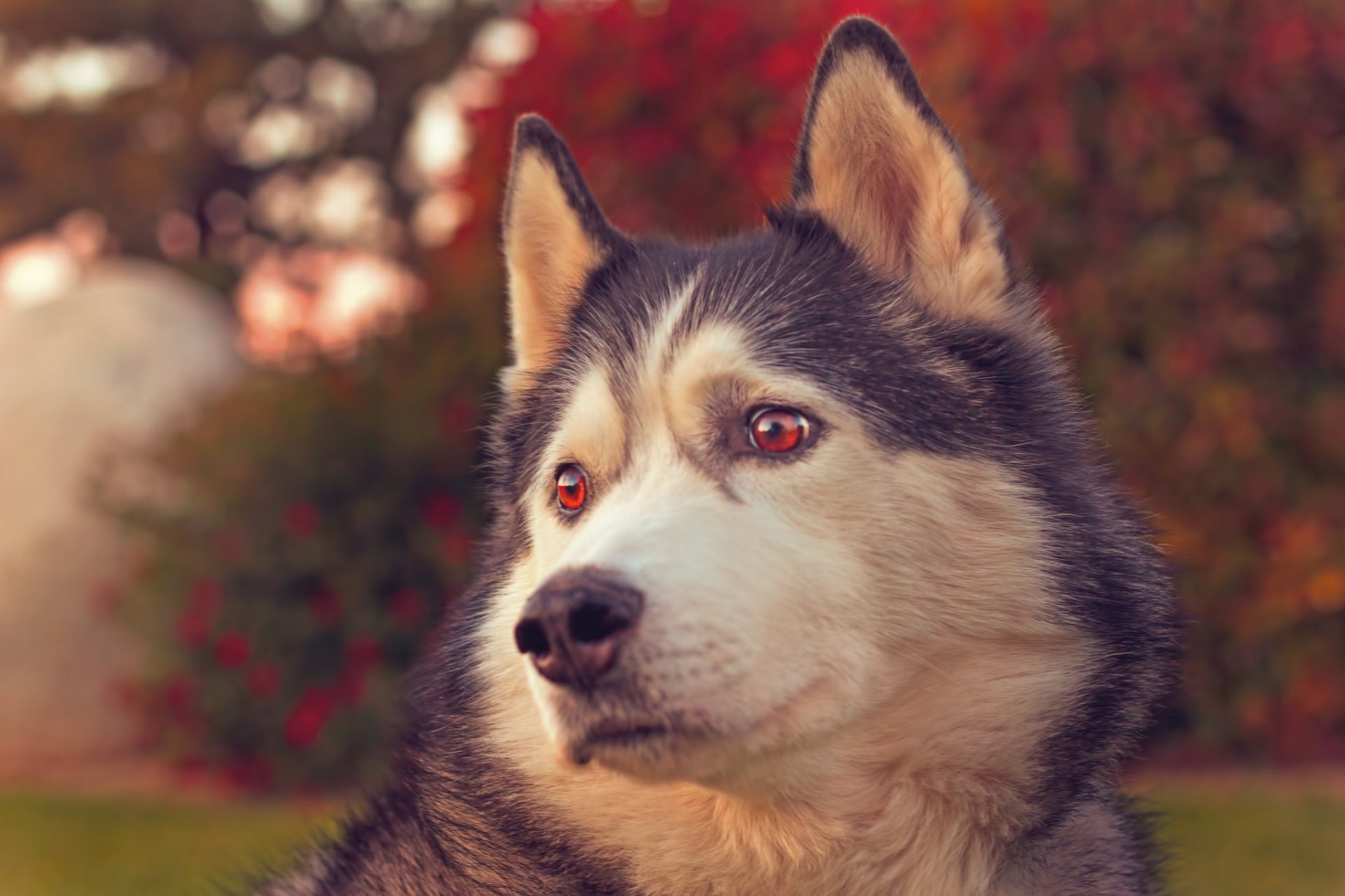 husky chien museau portrait