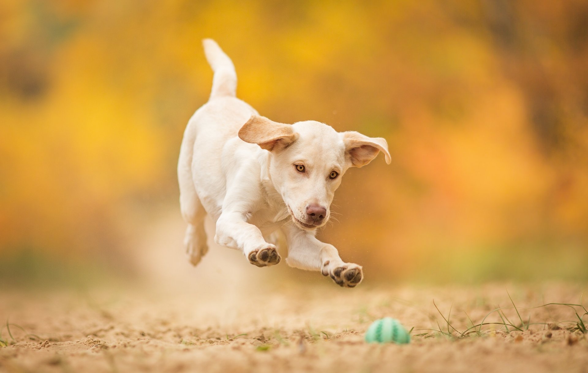 perro cachorro pelota juego salto