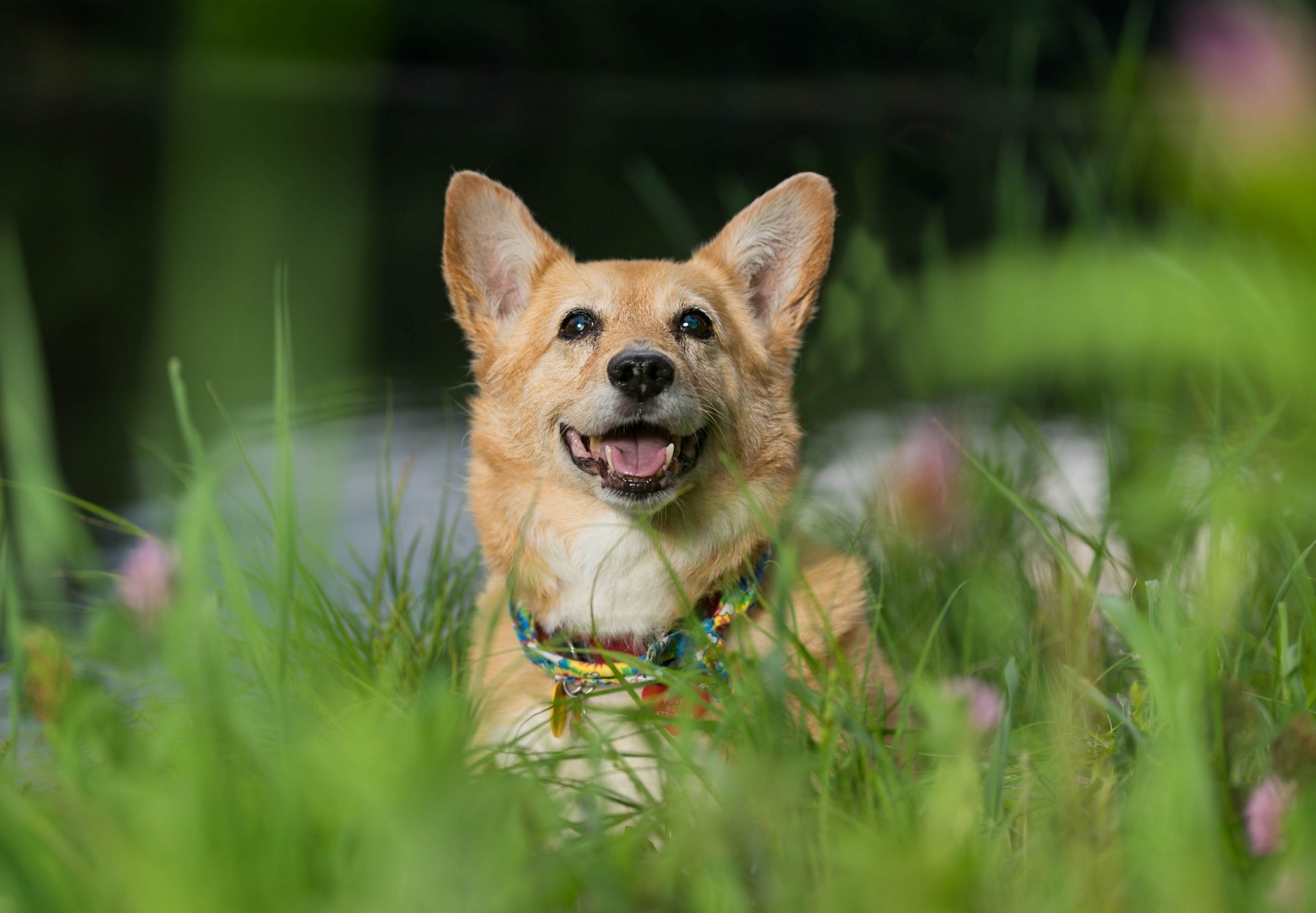 welsh corgi chien museau humeur herbe