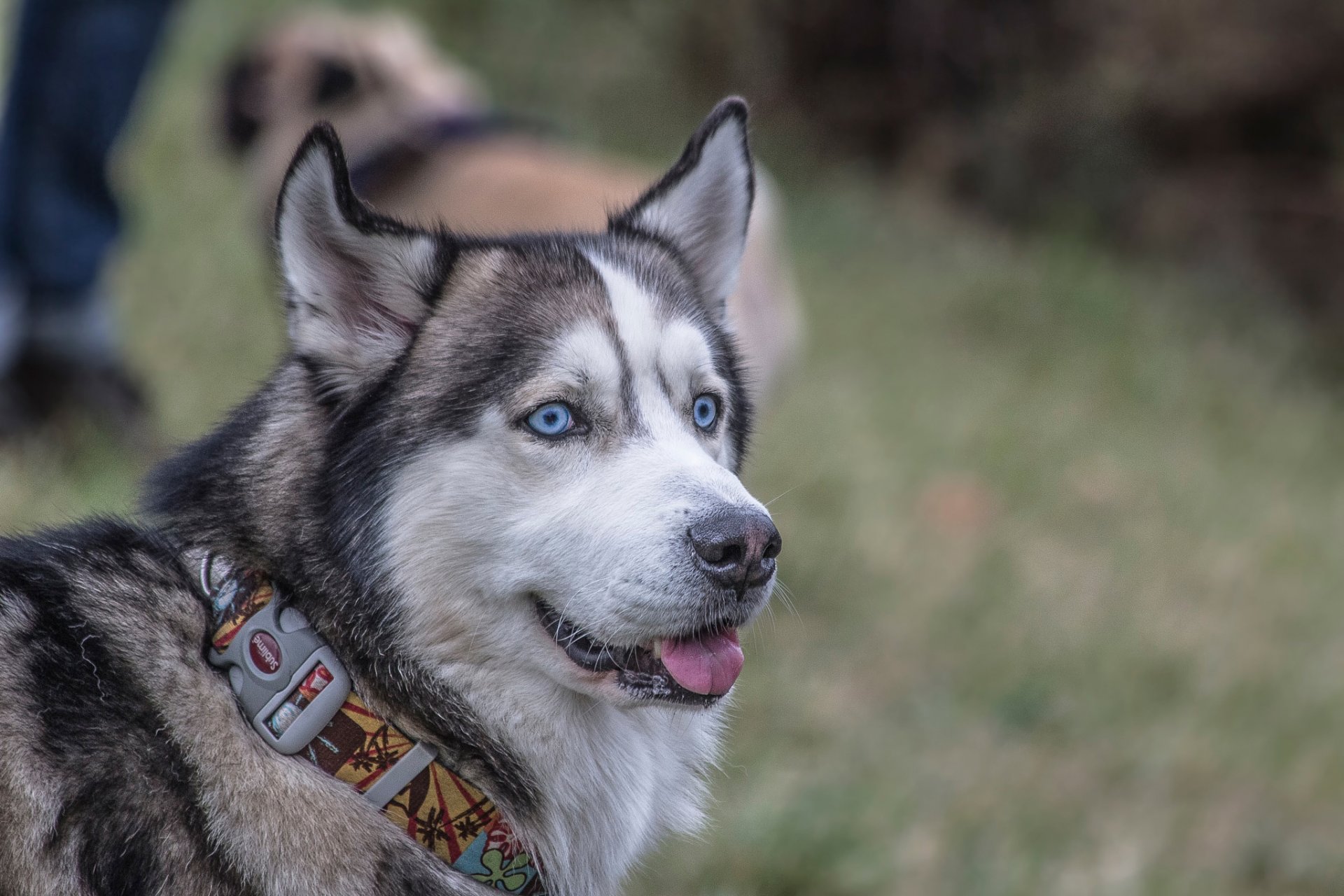 husky collier regard