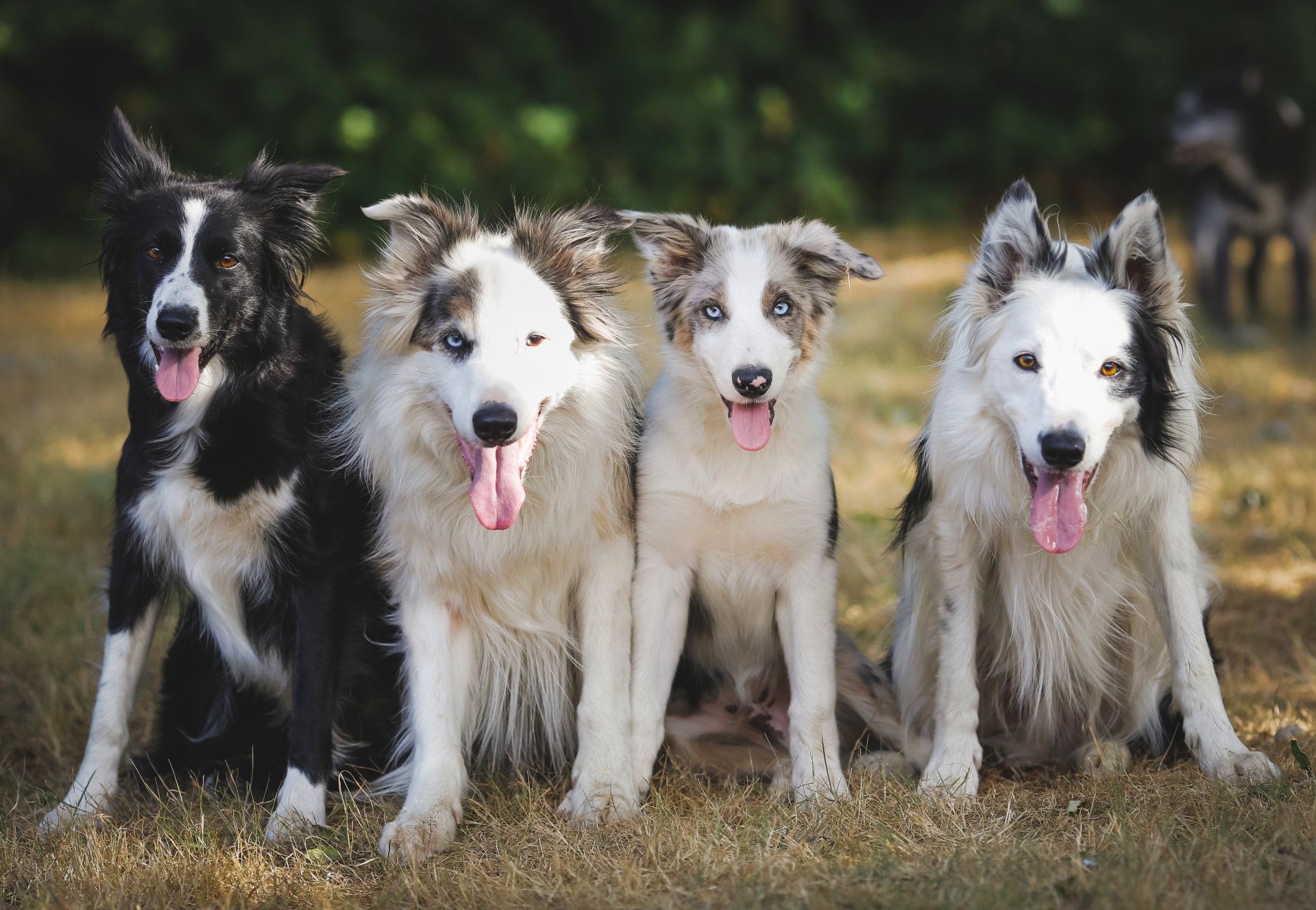 perros cuarteto amigos