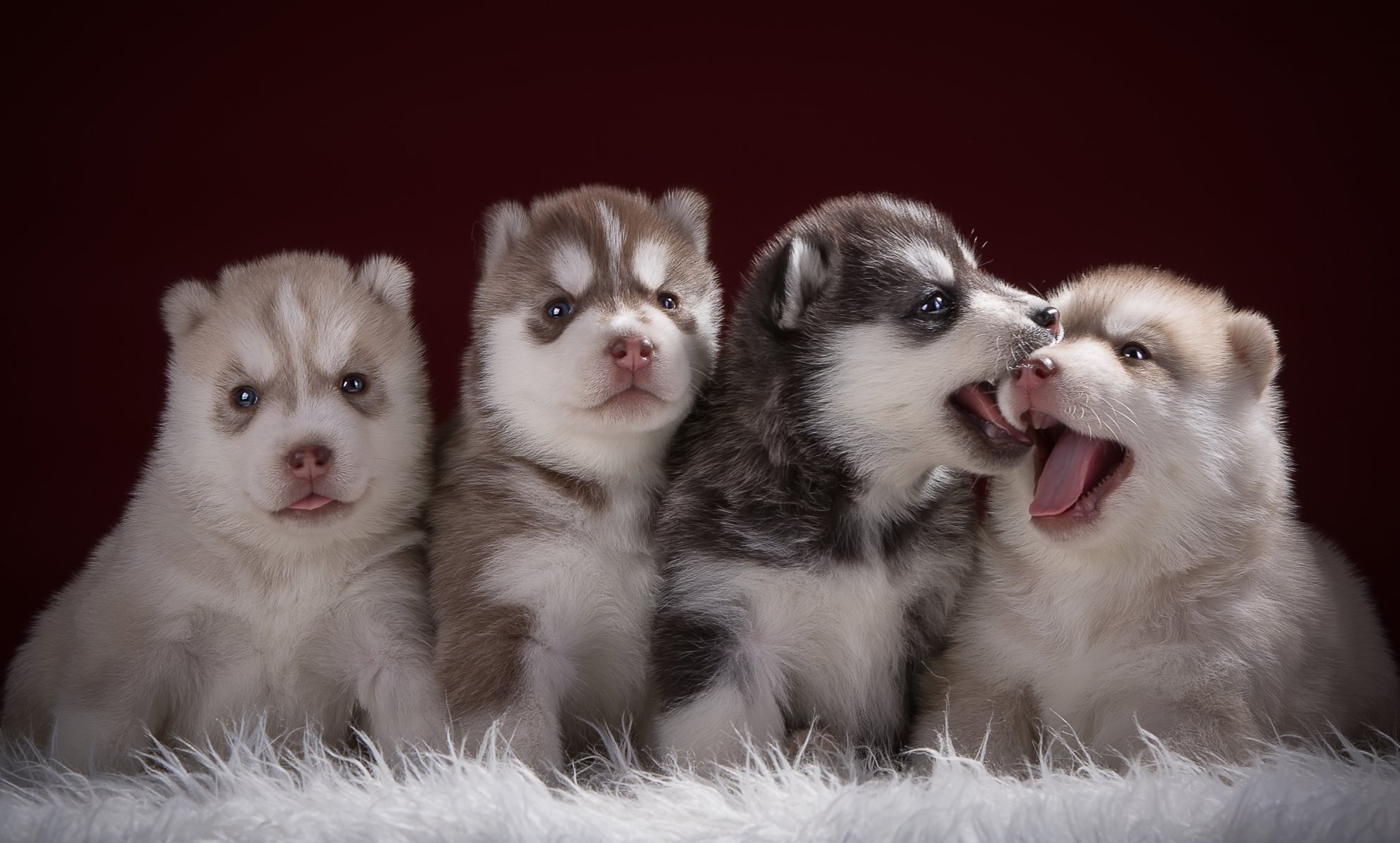 husky quartet puppies languages funny