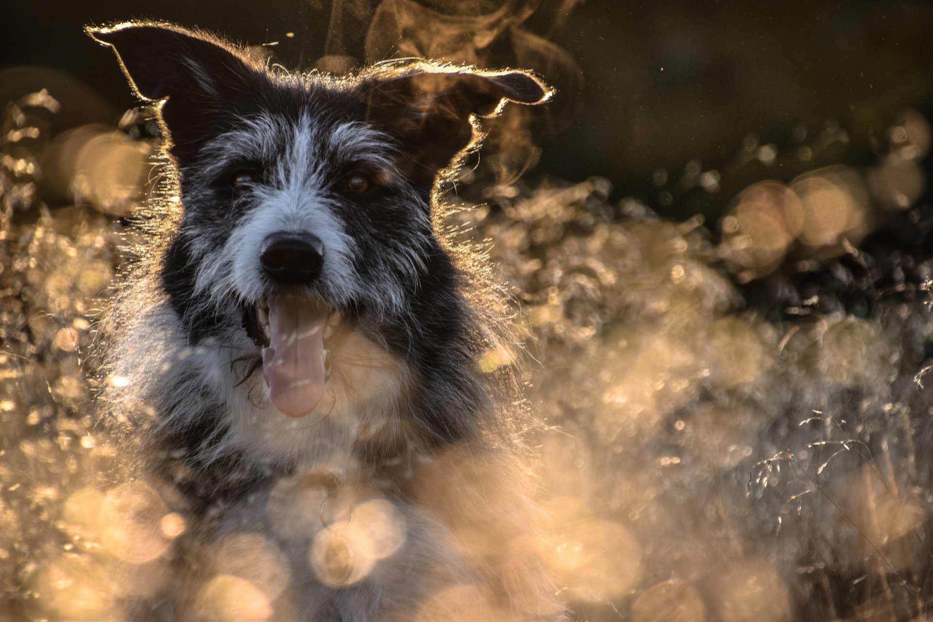 cane muso lingua bokeh