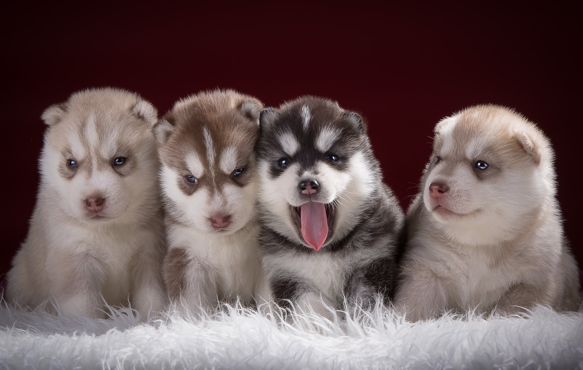 chiots husky quatuor tout-petits