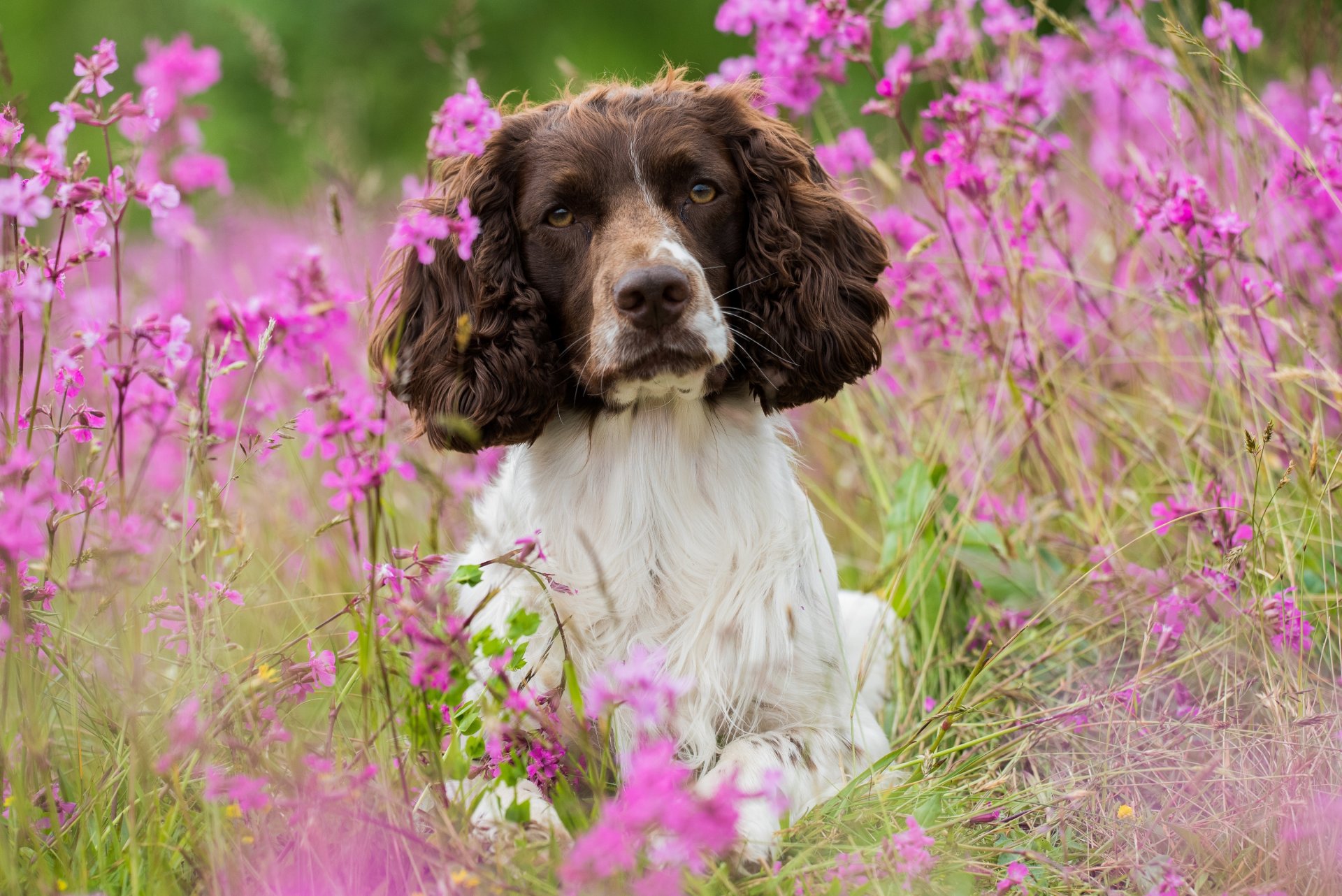 chien prairie fleurs