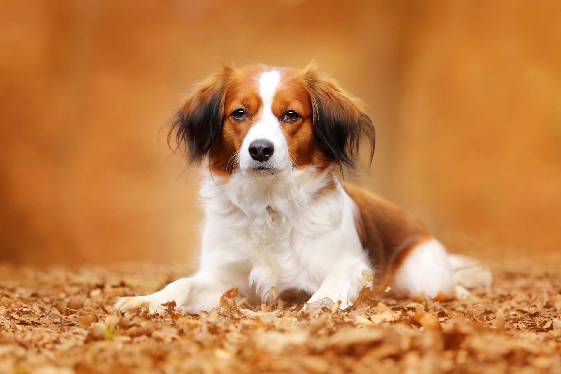 koikerhondje pies spojrzenie portret liście jesień