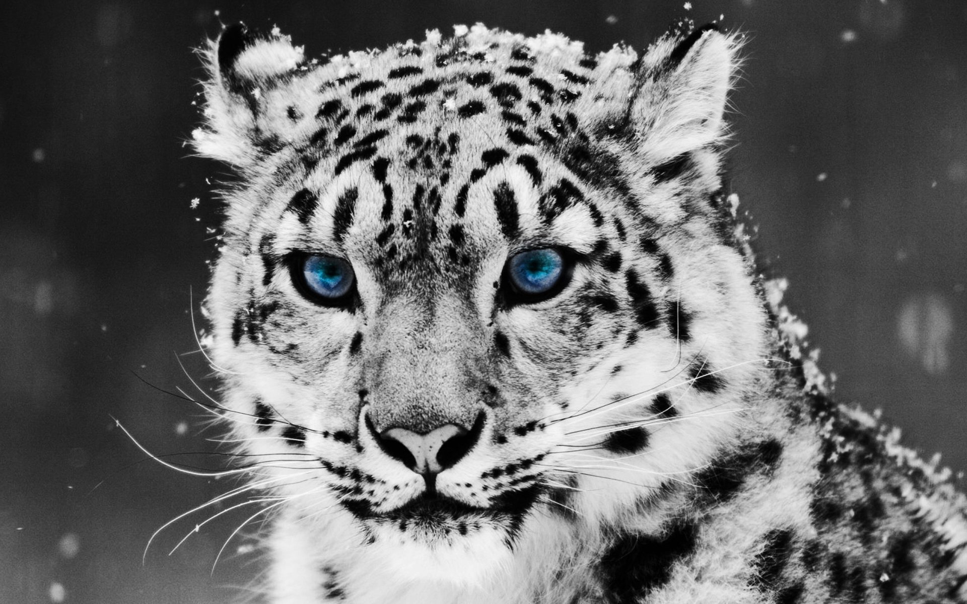 nieve irbis leopardo de las nieves