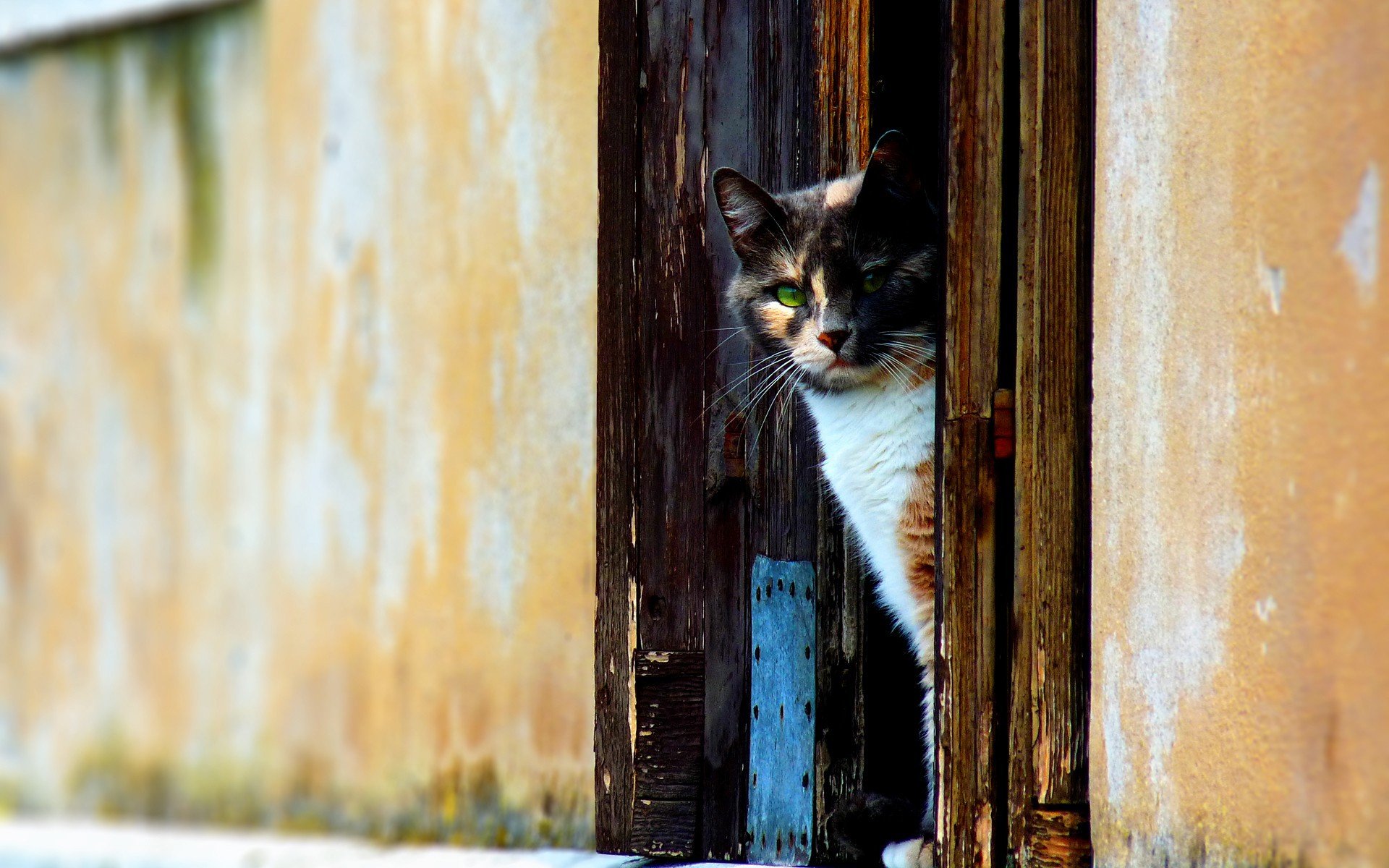 porte chat mur