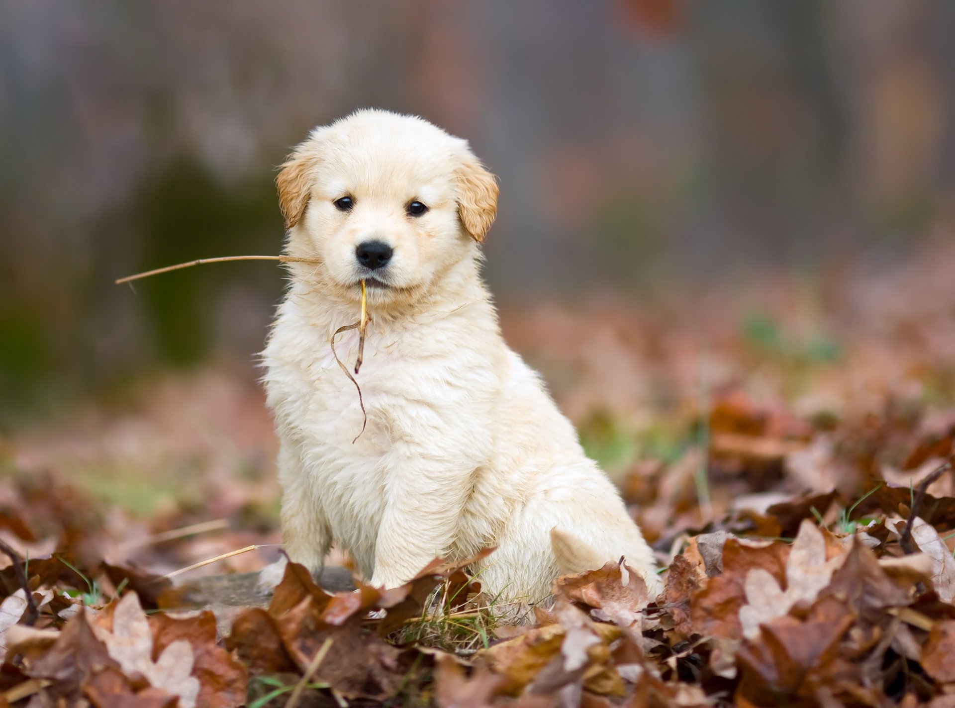 dog puppy cute white autumn leaves fallen straw