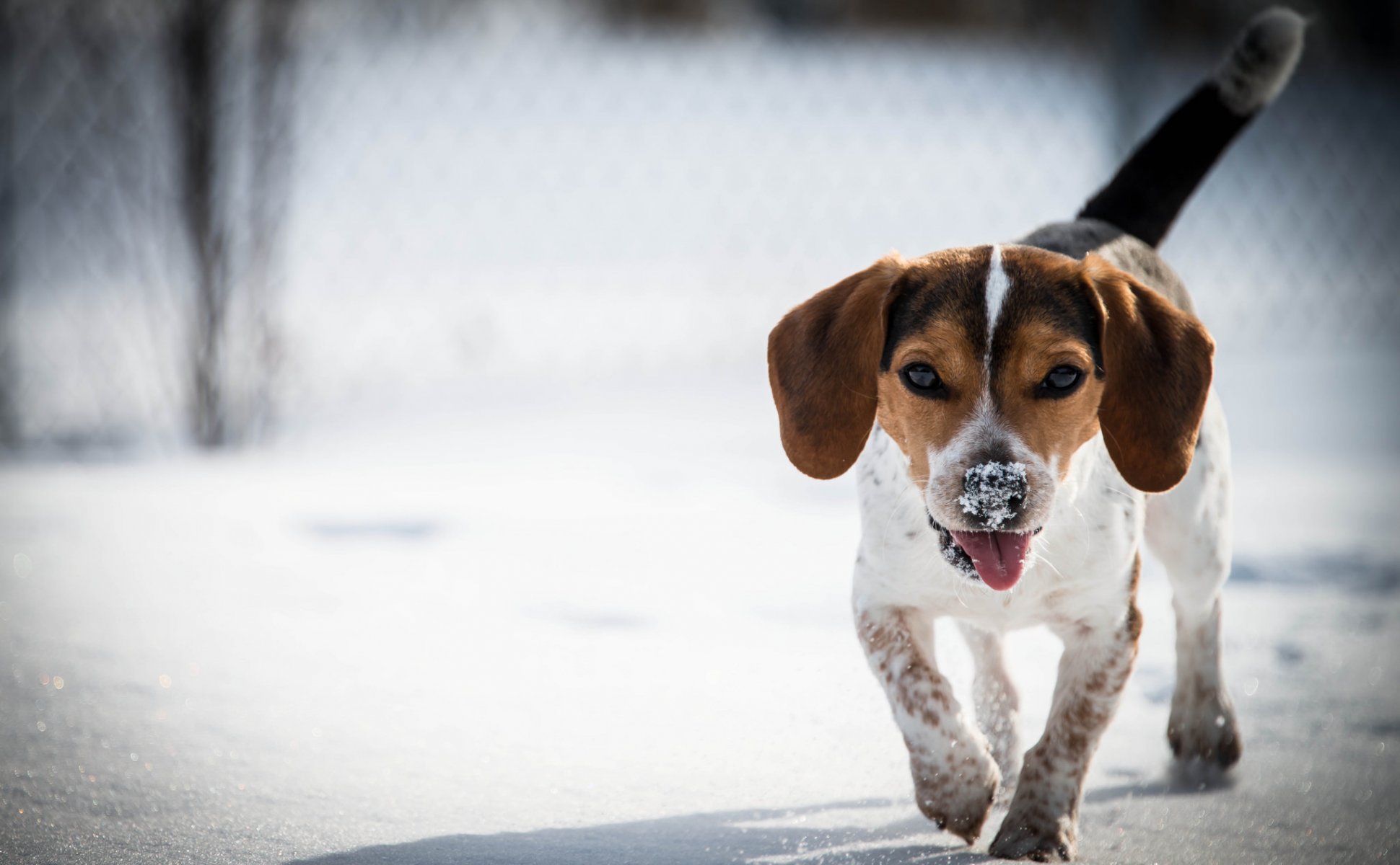 beagle pies śnieg