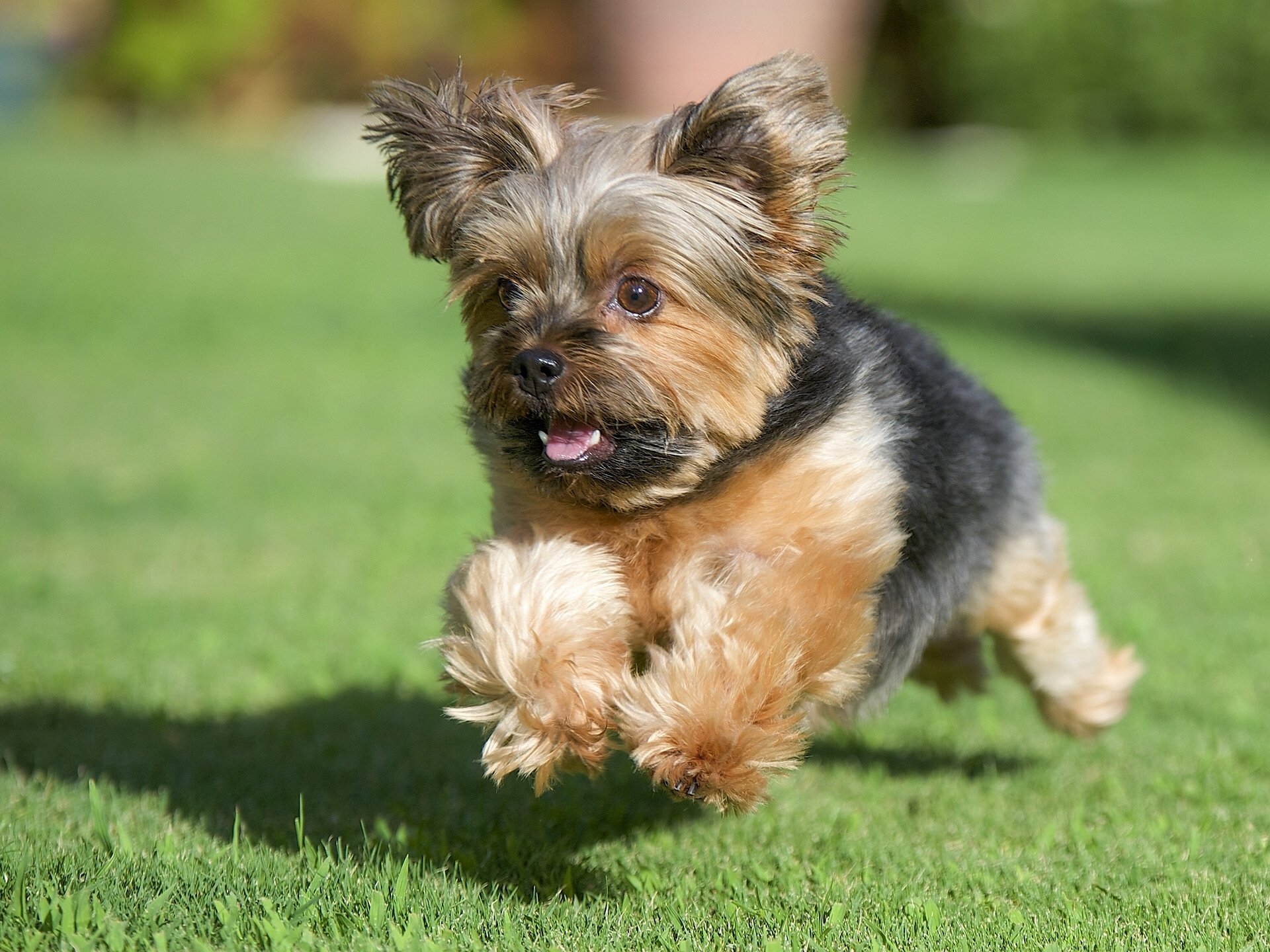 yorkshire terrier york cane corsa erba prato