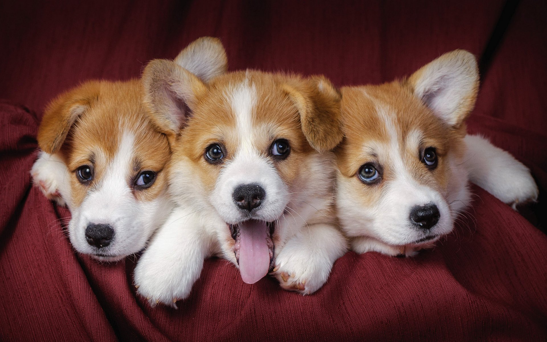 puppies trio kid