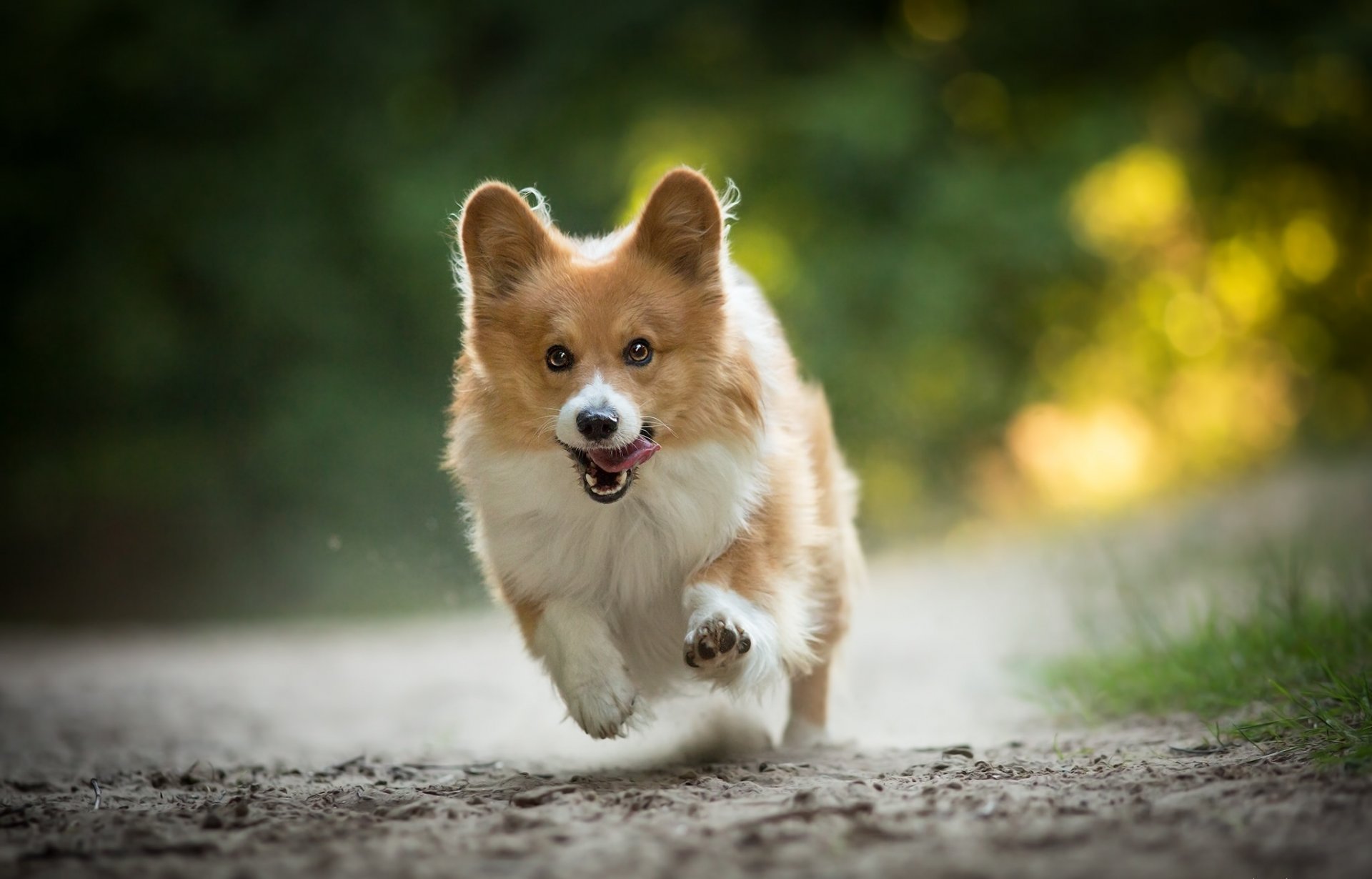 welsh corgi cane passeggiata corsa gioia umore