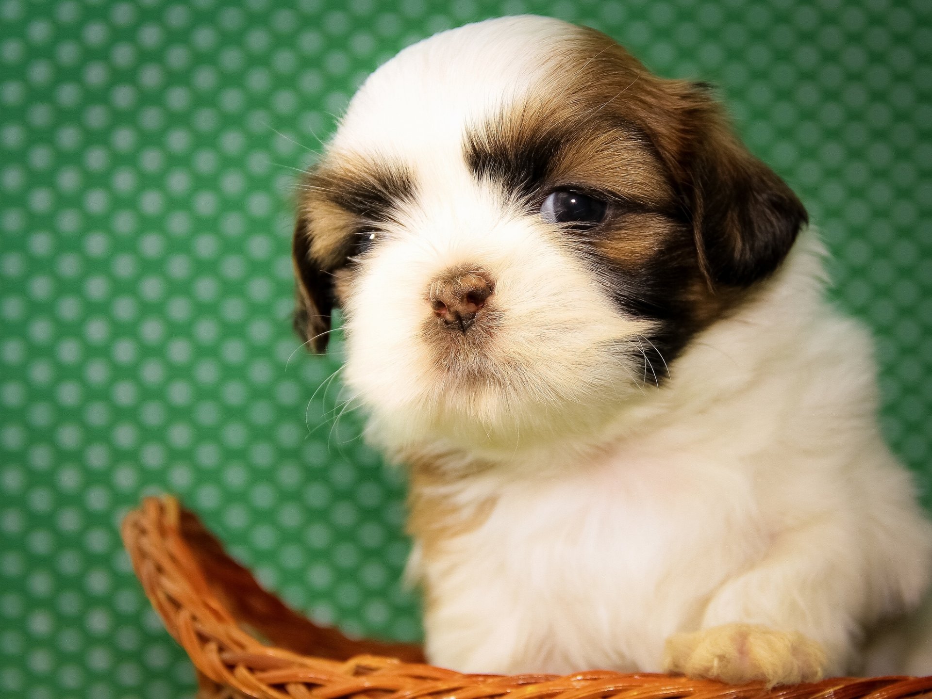 shih tzu hund welpe kind