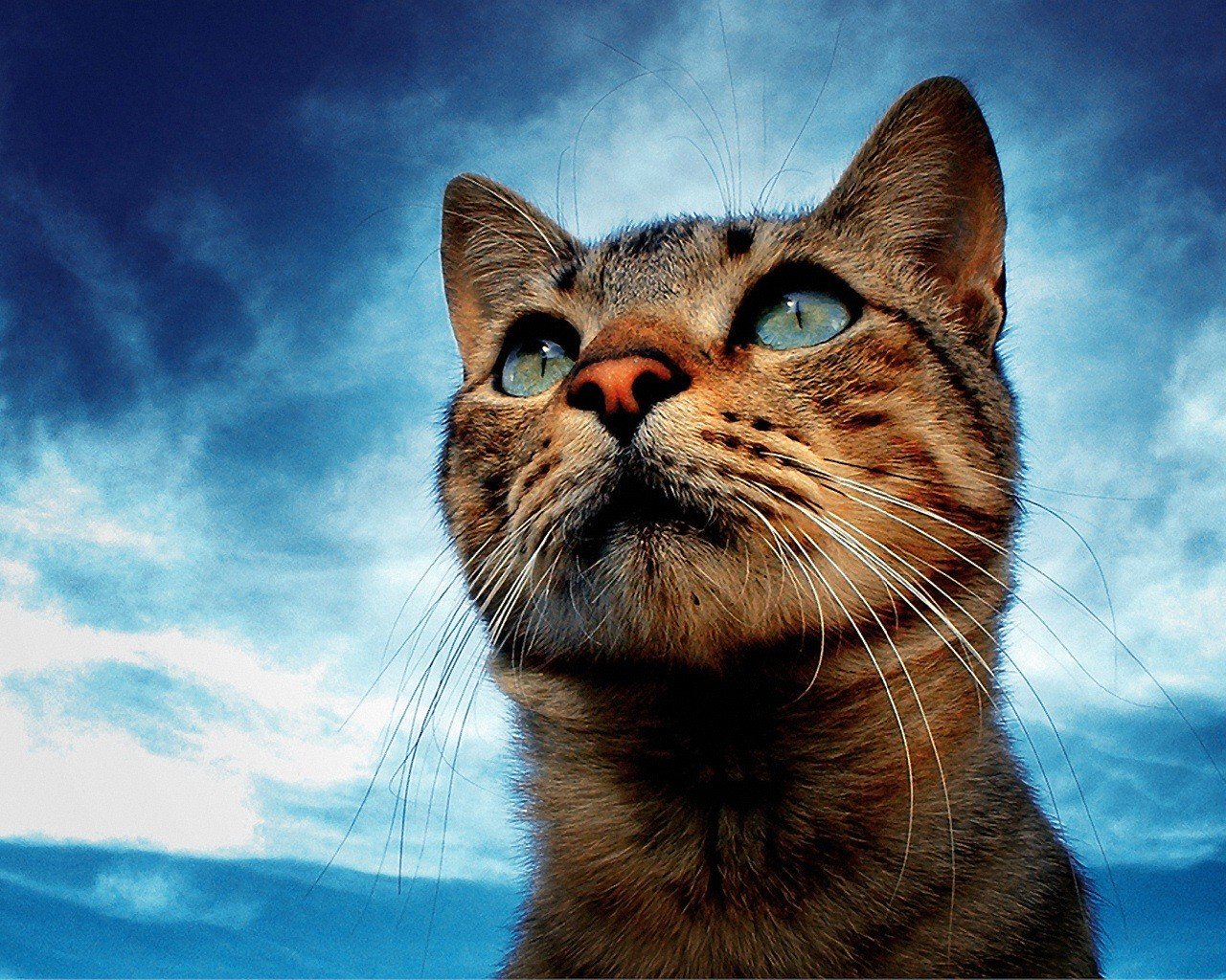 chat ciel yeux moustache regard rêve