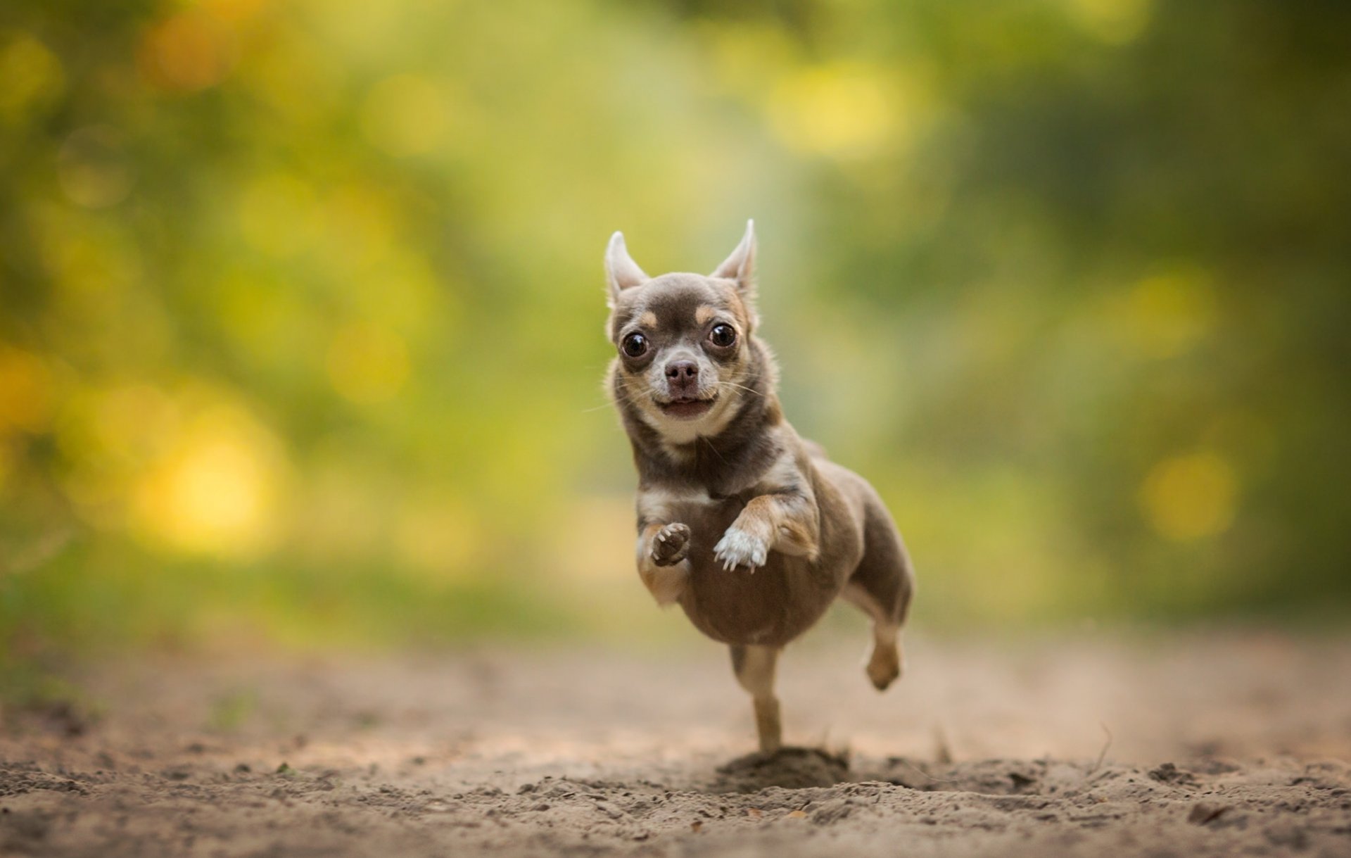 chihuahua hund laufen bokeh