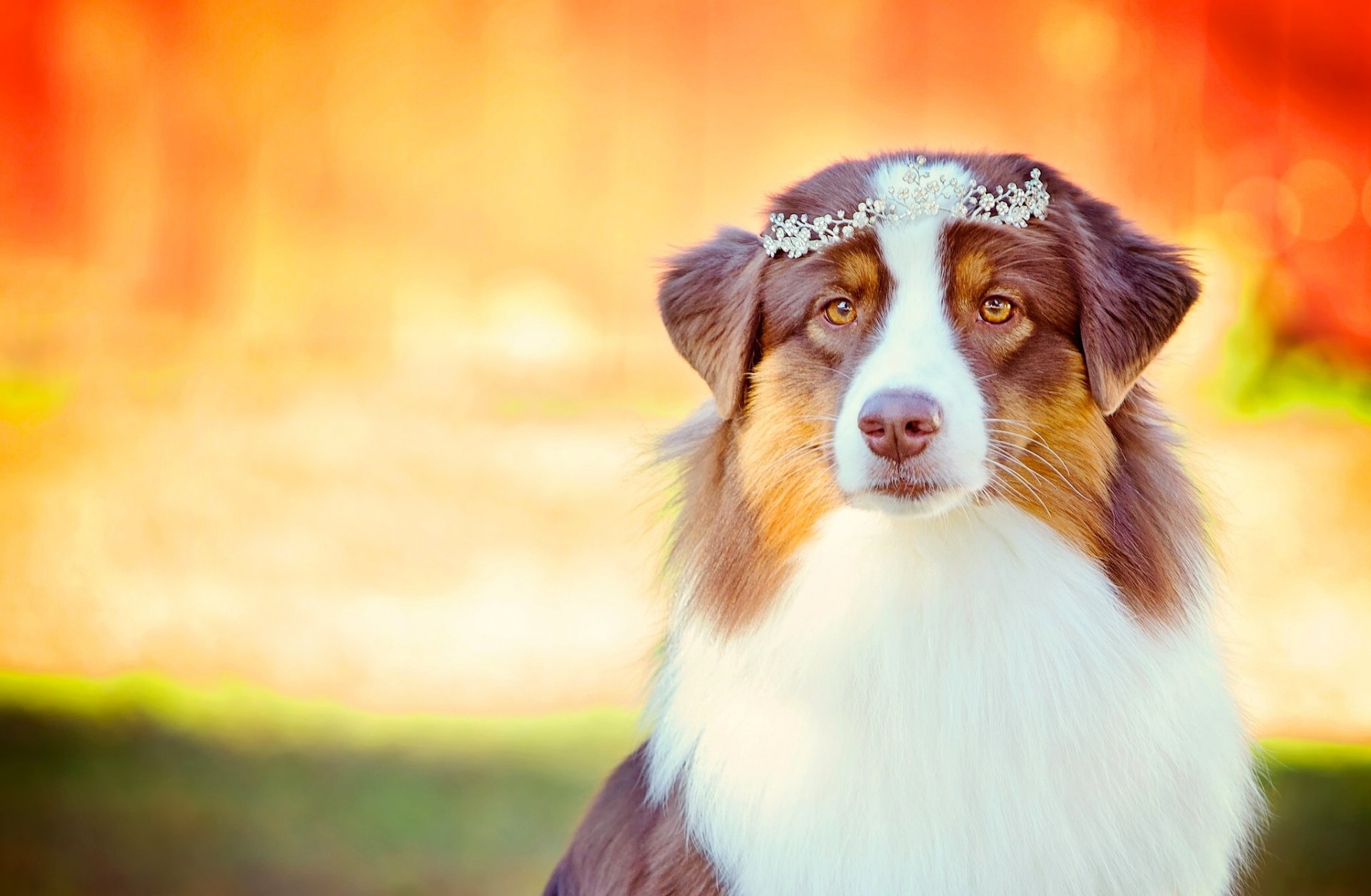 berger australien aussie chien look diadème glamour portrait