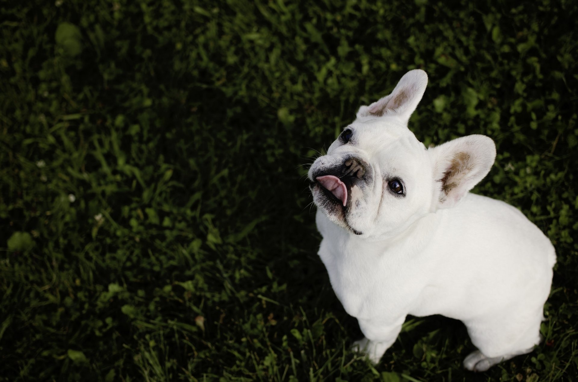 französische bulldogge bulldogge hund schnauze zunge blick