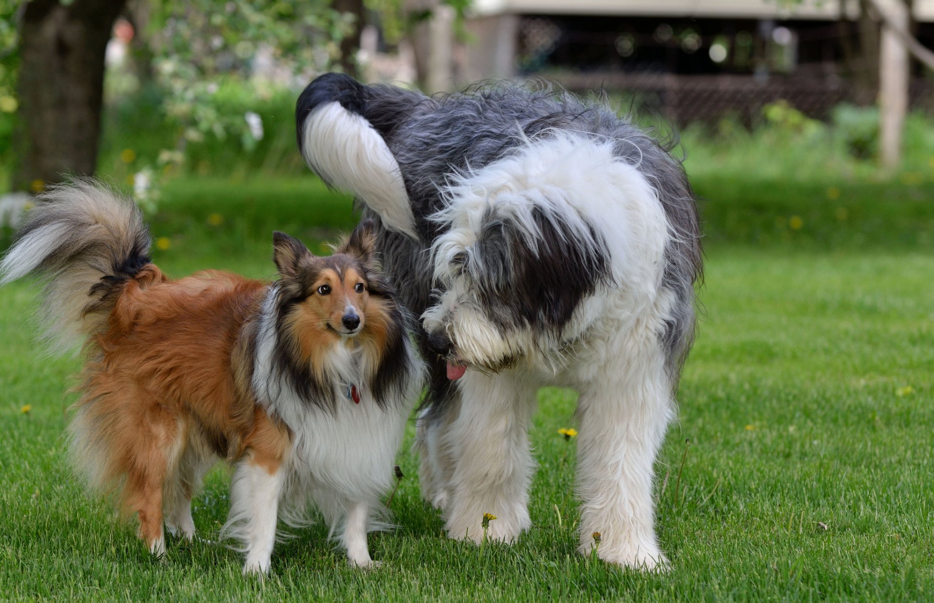 chiens herbe amis couple