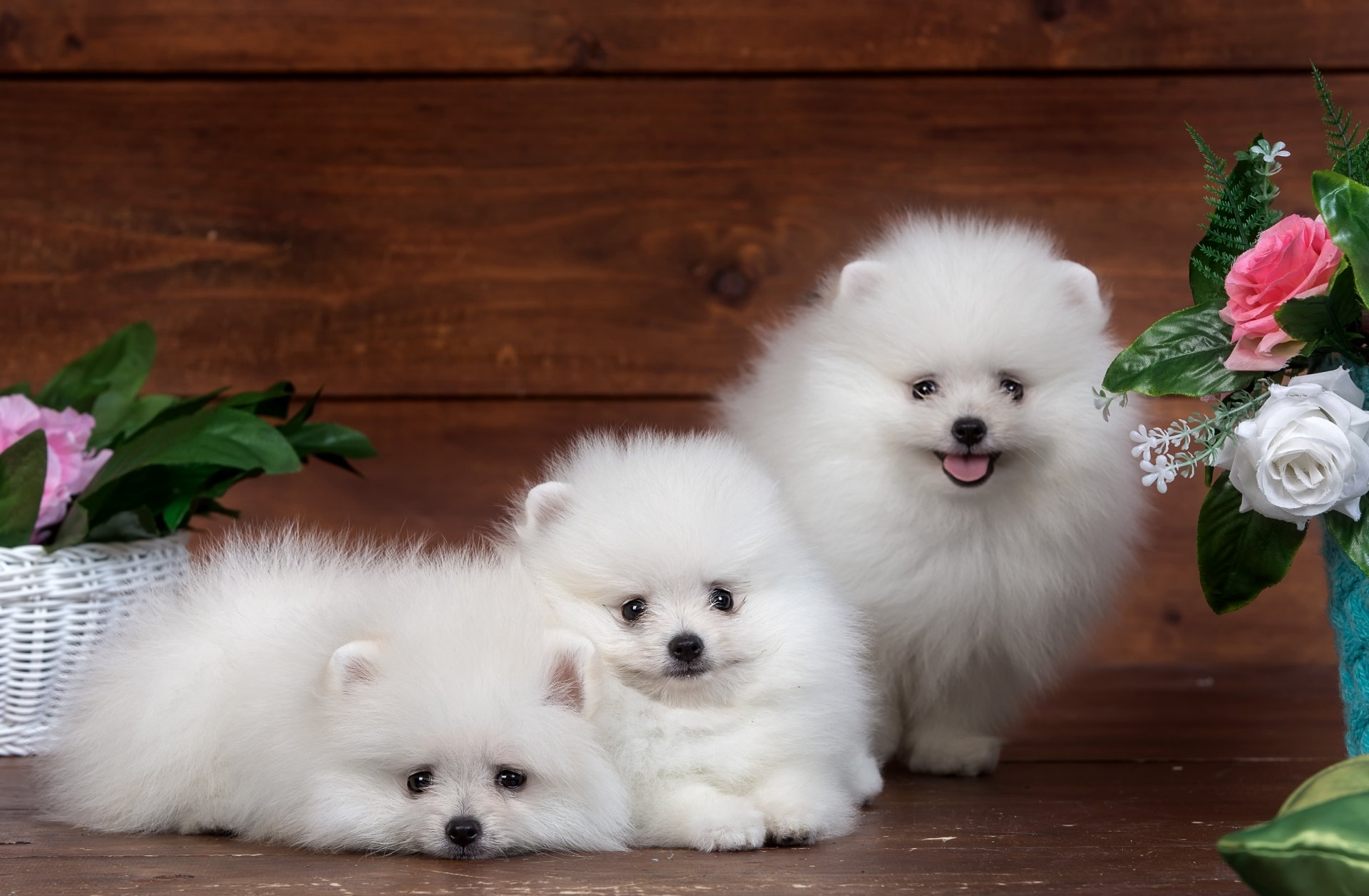 spitz cucciolo fiori divertente trio sveglio peloso bianco