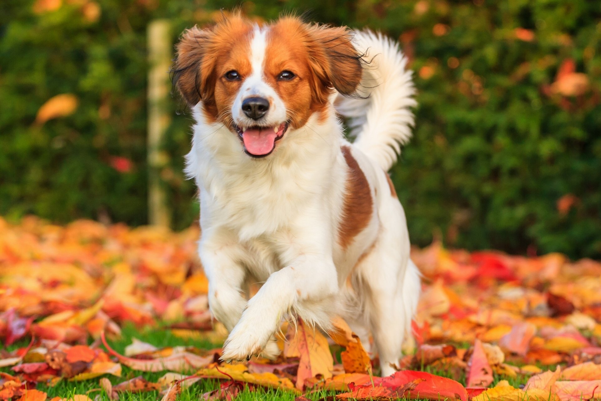 koikerhondier chien joie humeur feuilles automne