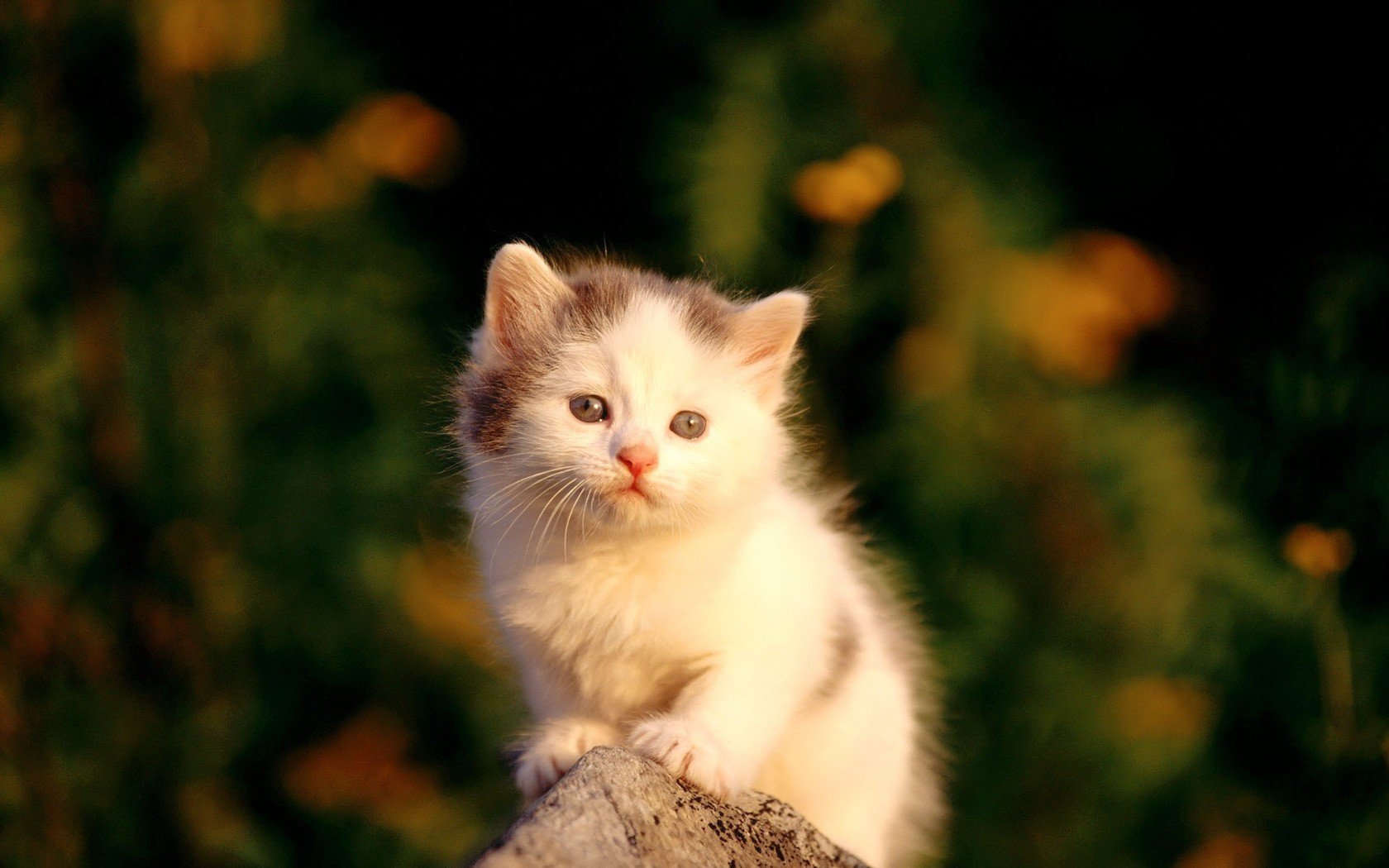 chaton blanc