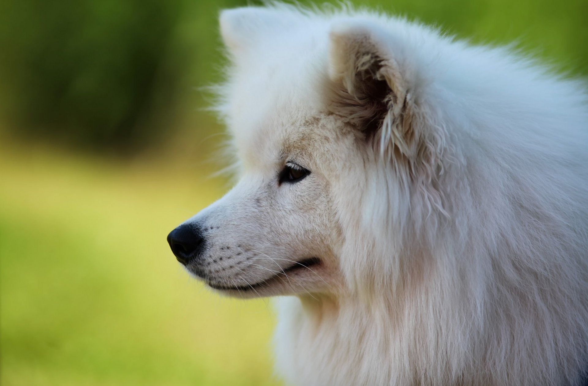 samoyedo perro hocico retrato