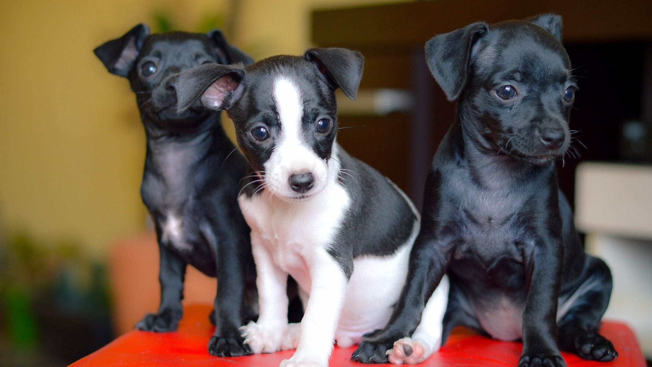 cani cuccioli trio trinità