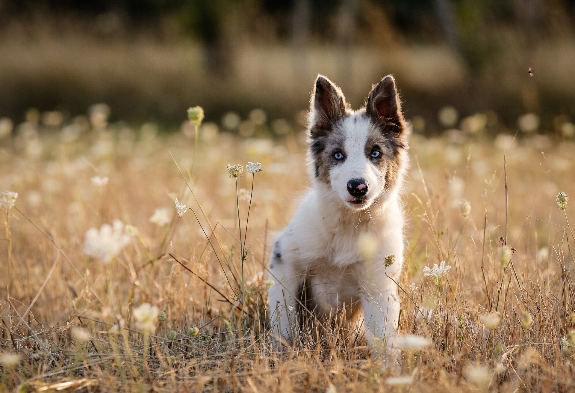 chien chiot prairie herbe