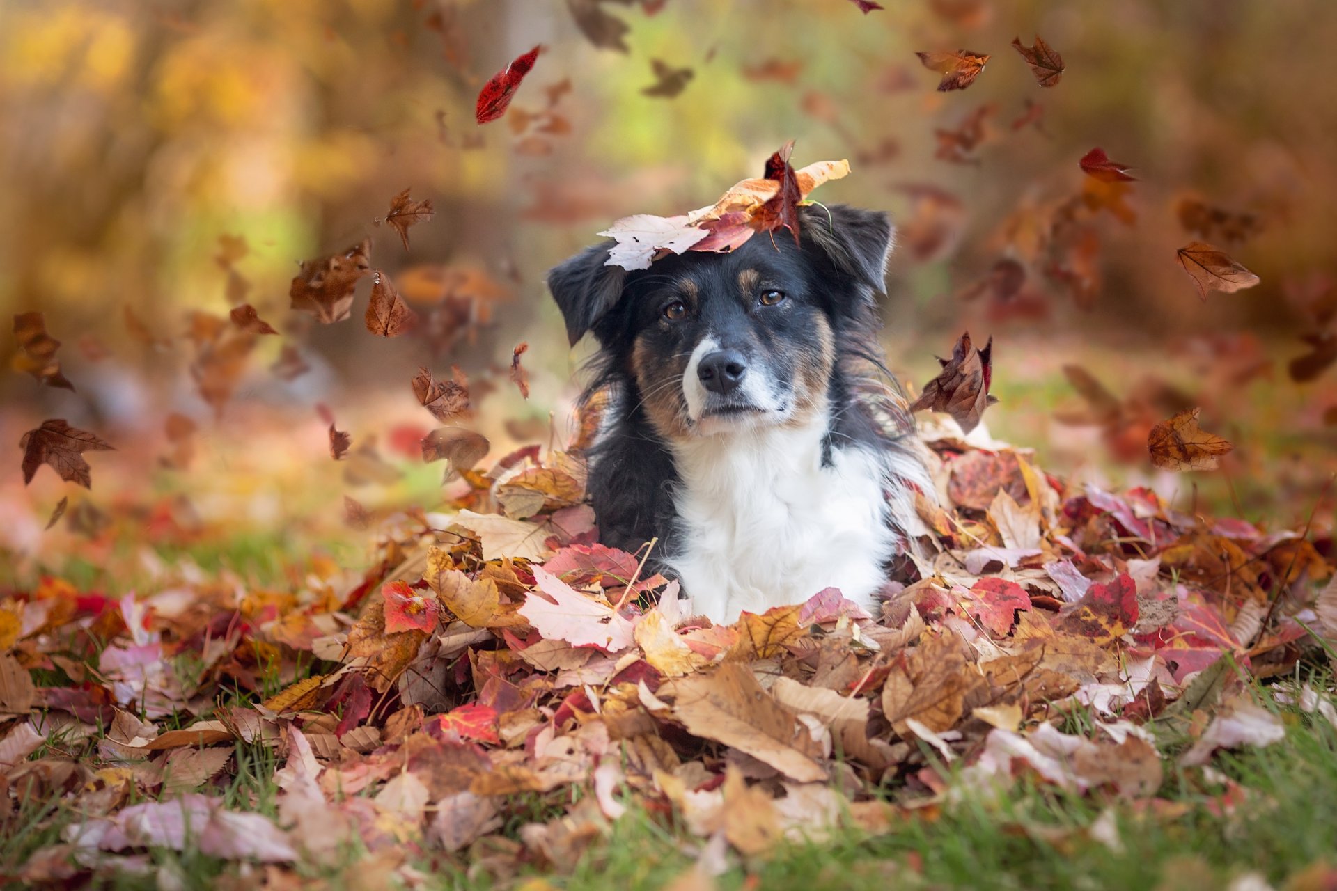 perro pastor australiano aussie perro mirada hojas otoño