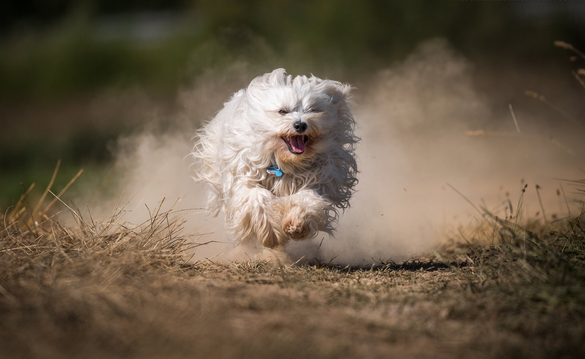 bichon havanais chien shaggy course poussière