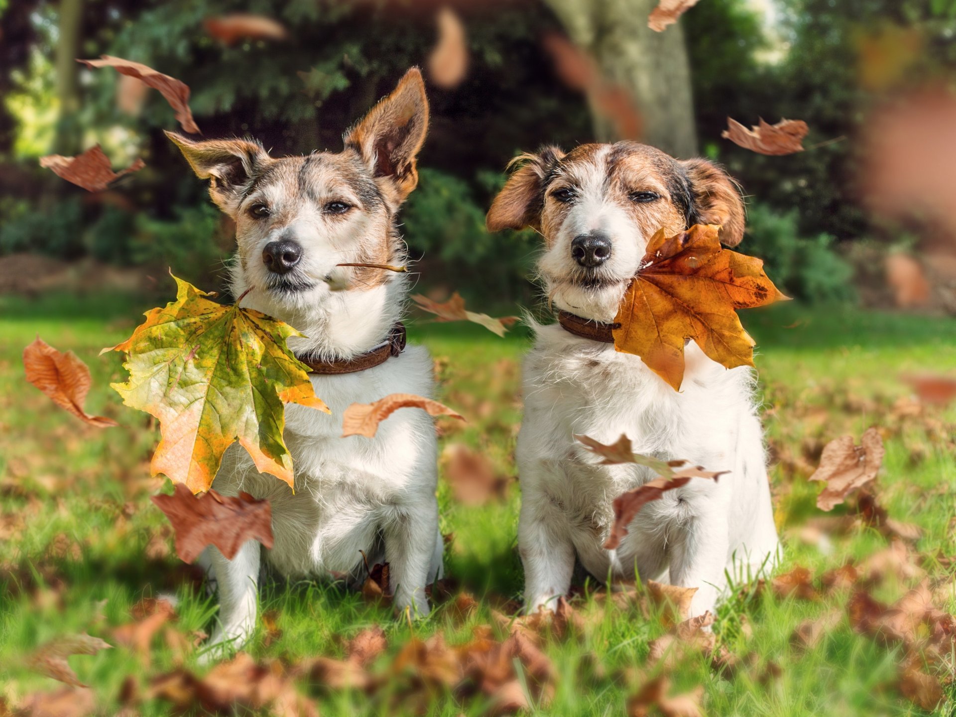 jack russell terrier perros pareja hojas otoño