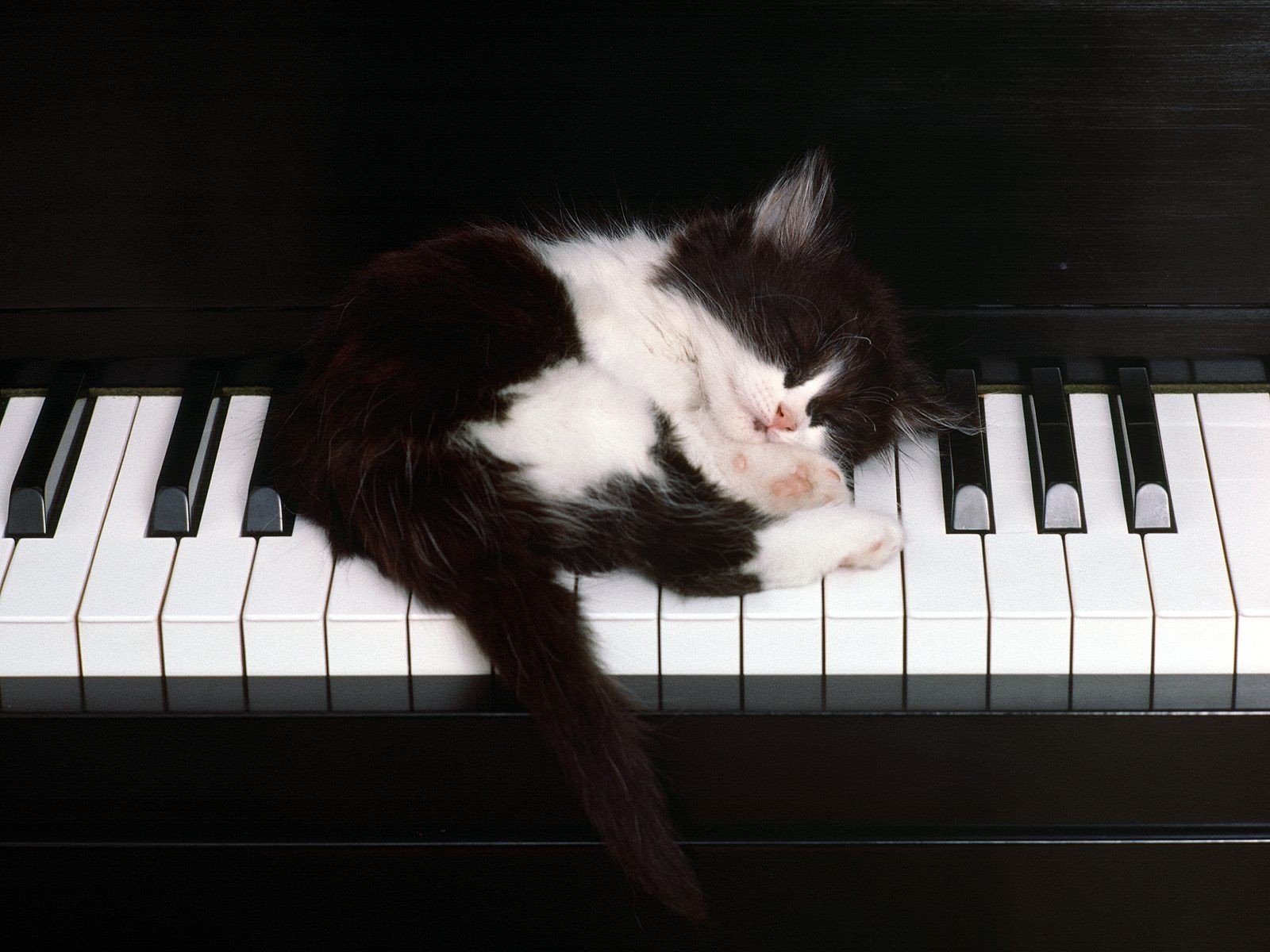 chaton dormir piano touches