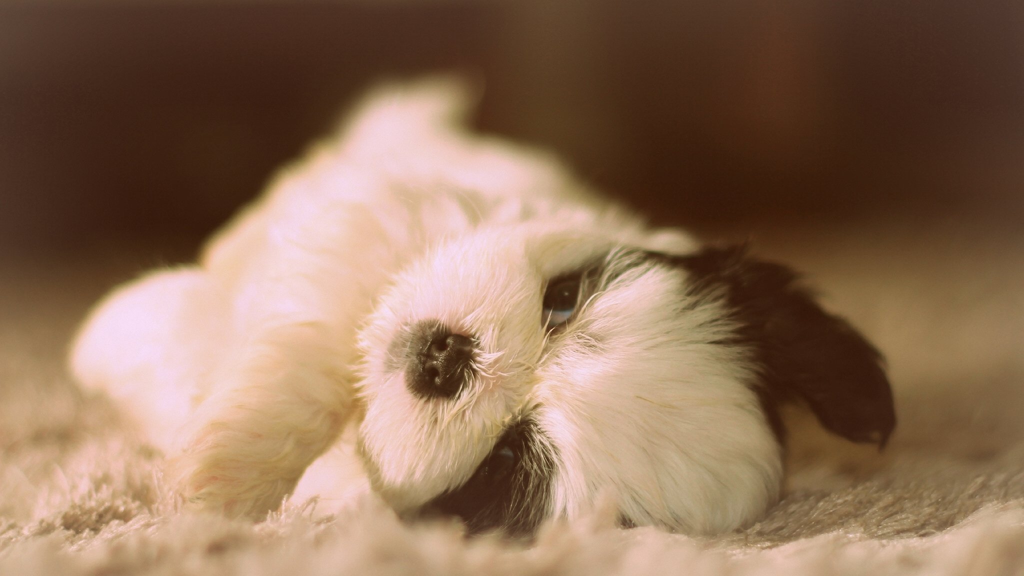 shih tzu cane cucciolo bambino