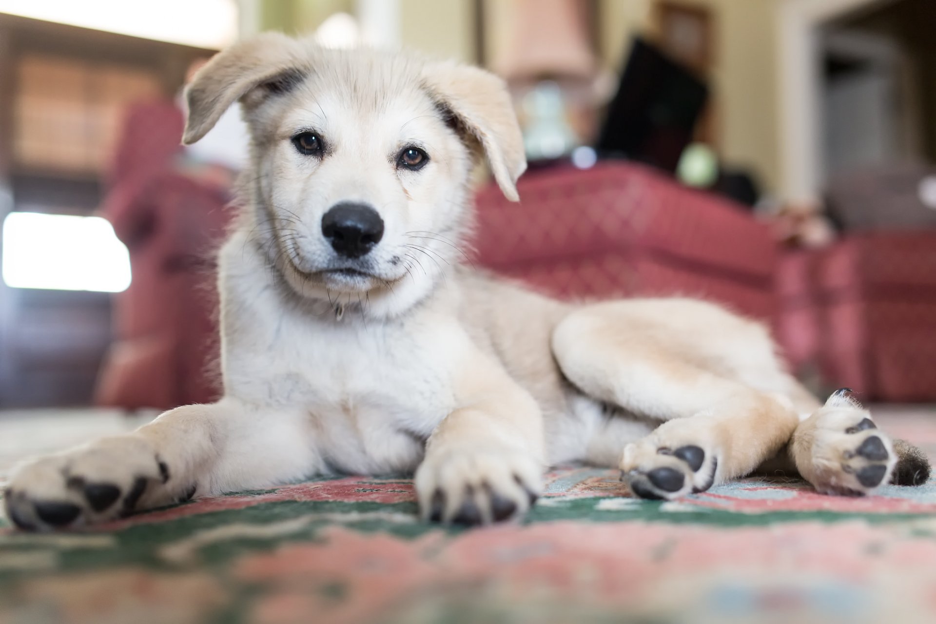 perro mirada amigo