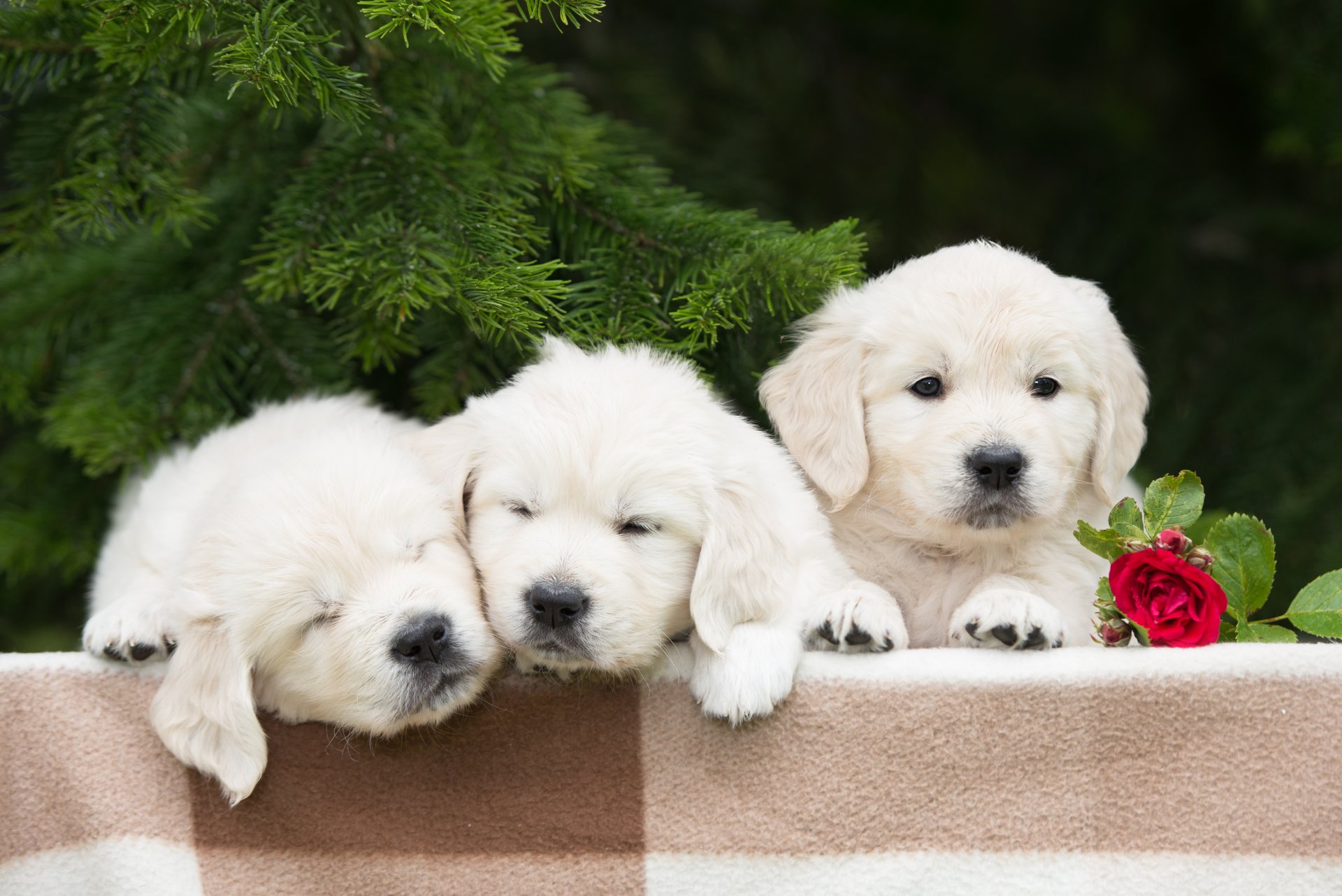 dogs puppies trio trinity flower rose spruce branche