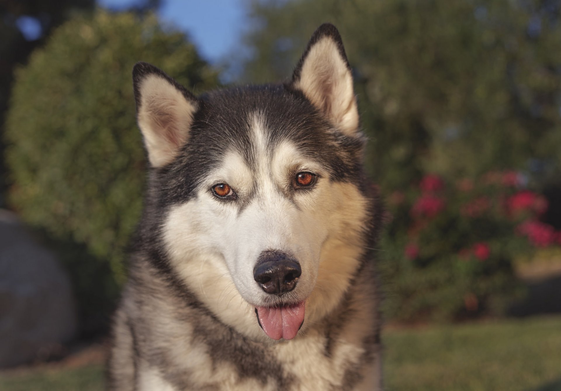 husky perro hocico lengua mirada