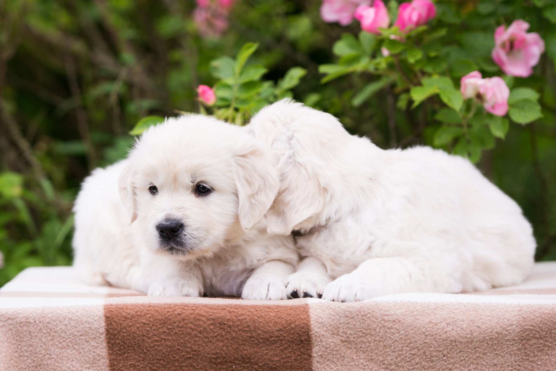 perros cachorros pareja