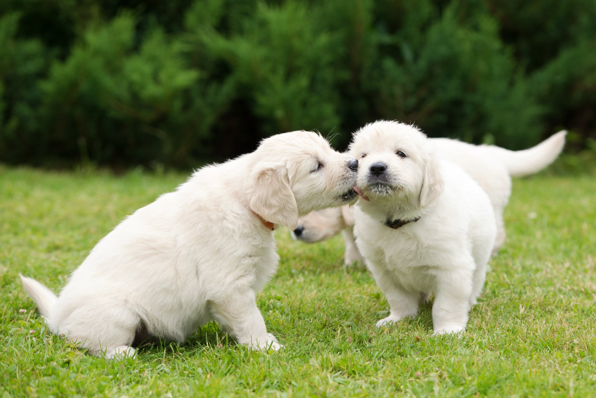 perros cachorros caricias caminar